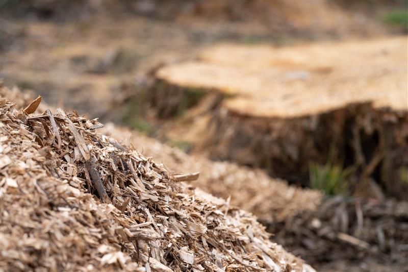 Pile of wood chips in the foreground, with a tree stump in the blurred background.