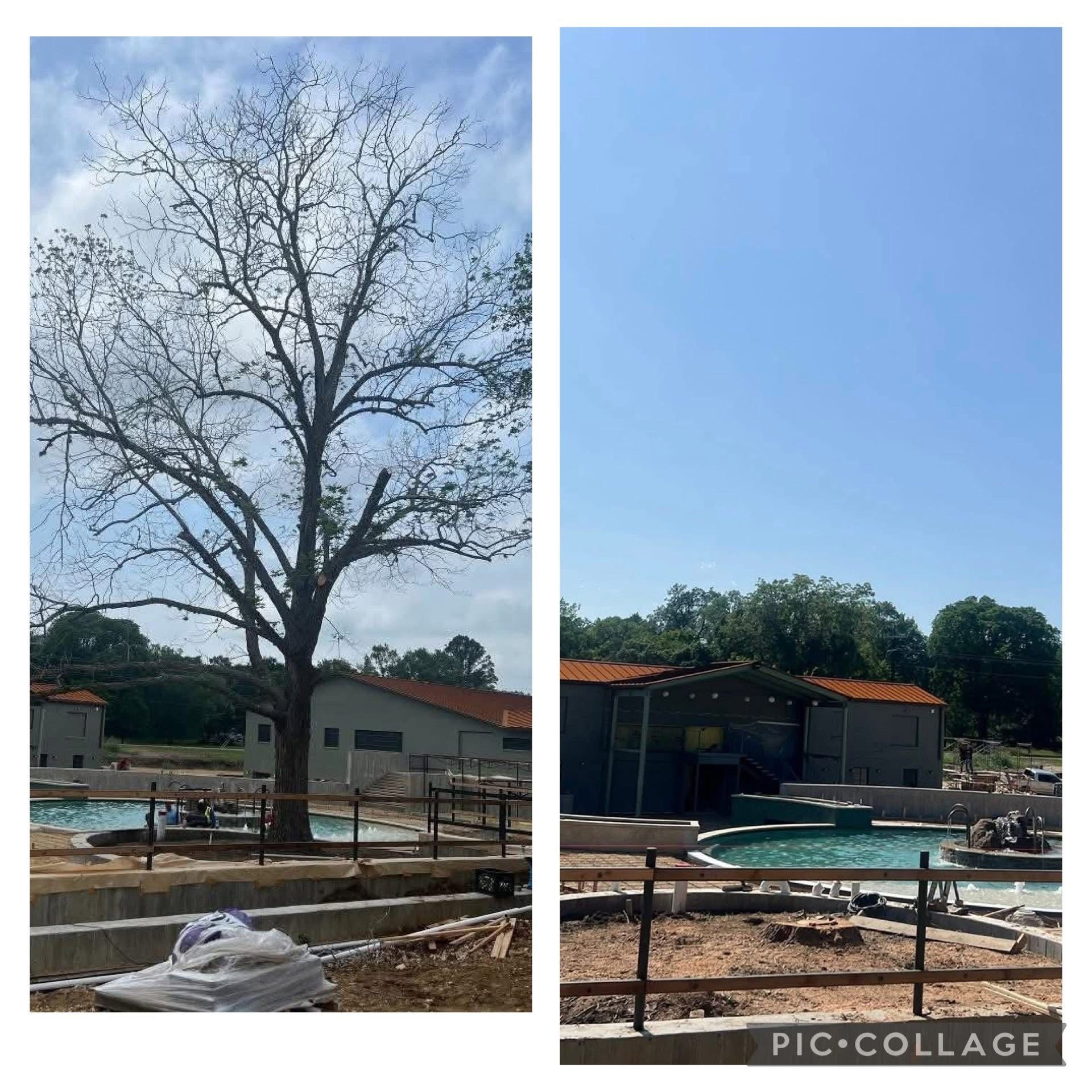 Two side-by-side images showing a leafless tree next to a building and pool construction site on a sunny day.