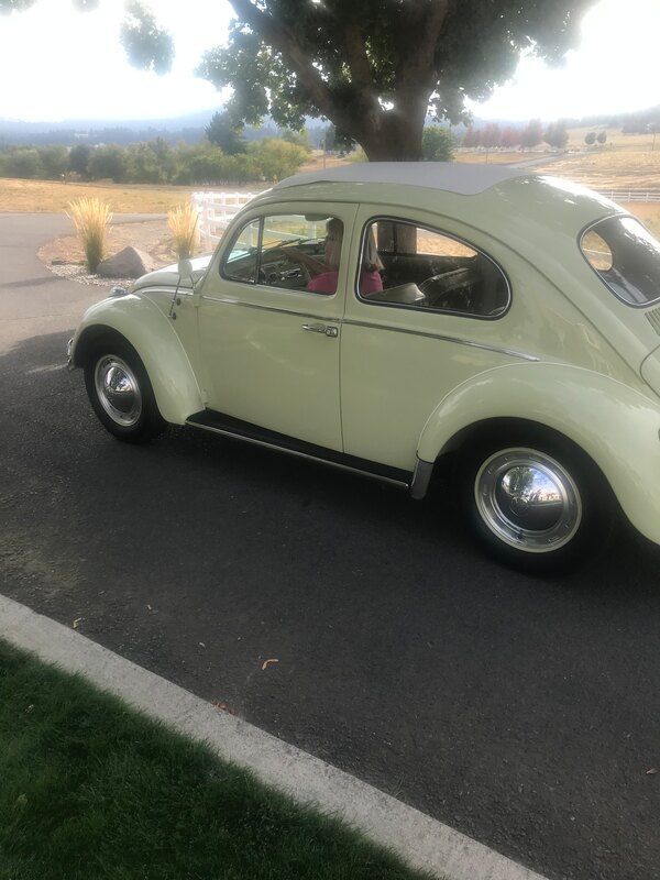 A white beetle is parked in a driveway next to a tree.