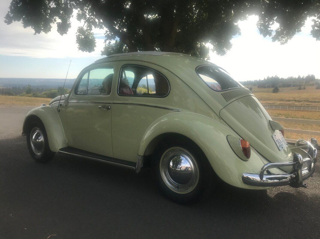 A white volkswagen beetle is parked under a tree on the side of the road.