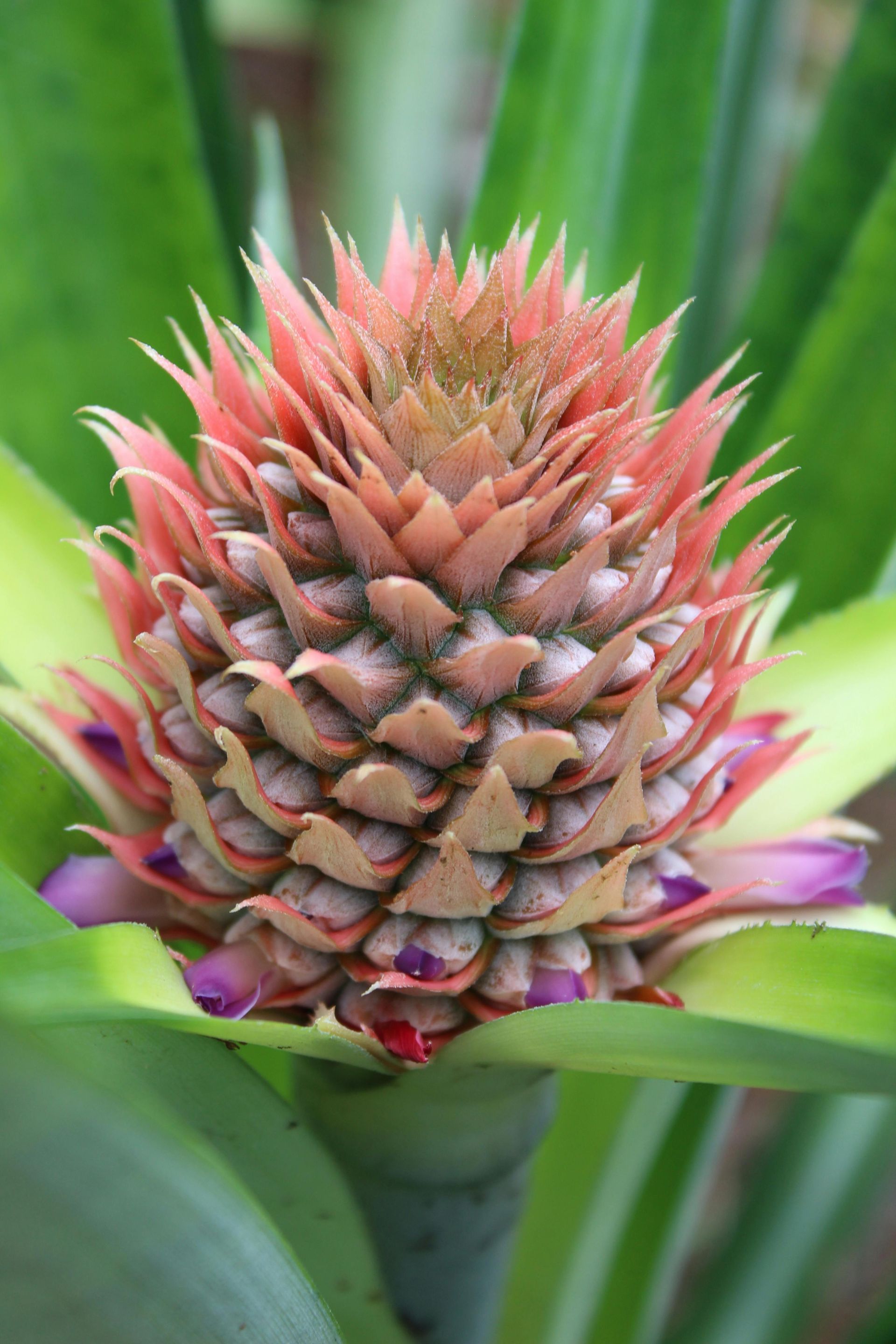 Young pineapple fruit, pink and tan, growing among green leaves.