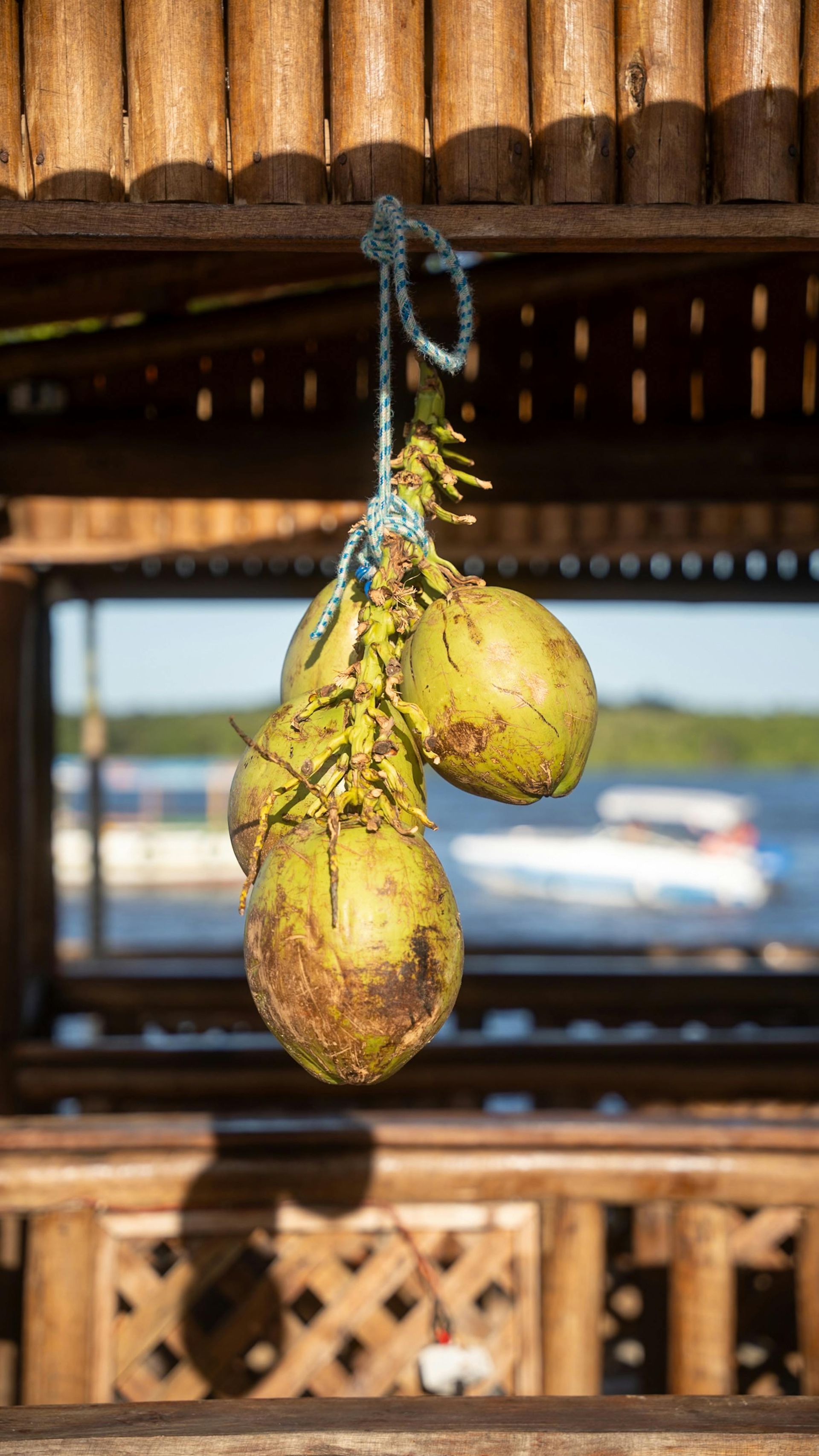 Coconuts hanging from a bamboo structure, with a blurred view of water and boats in the background.