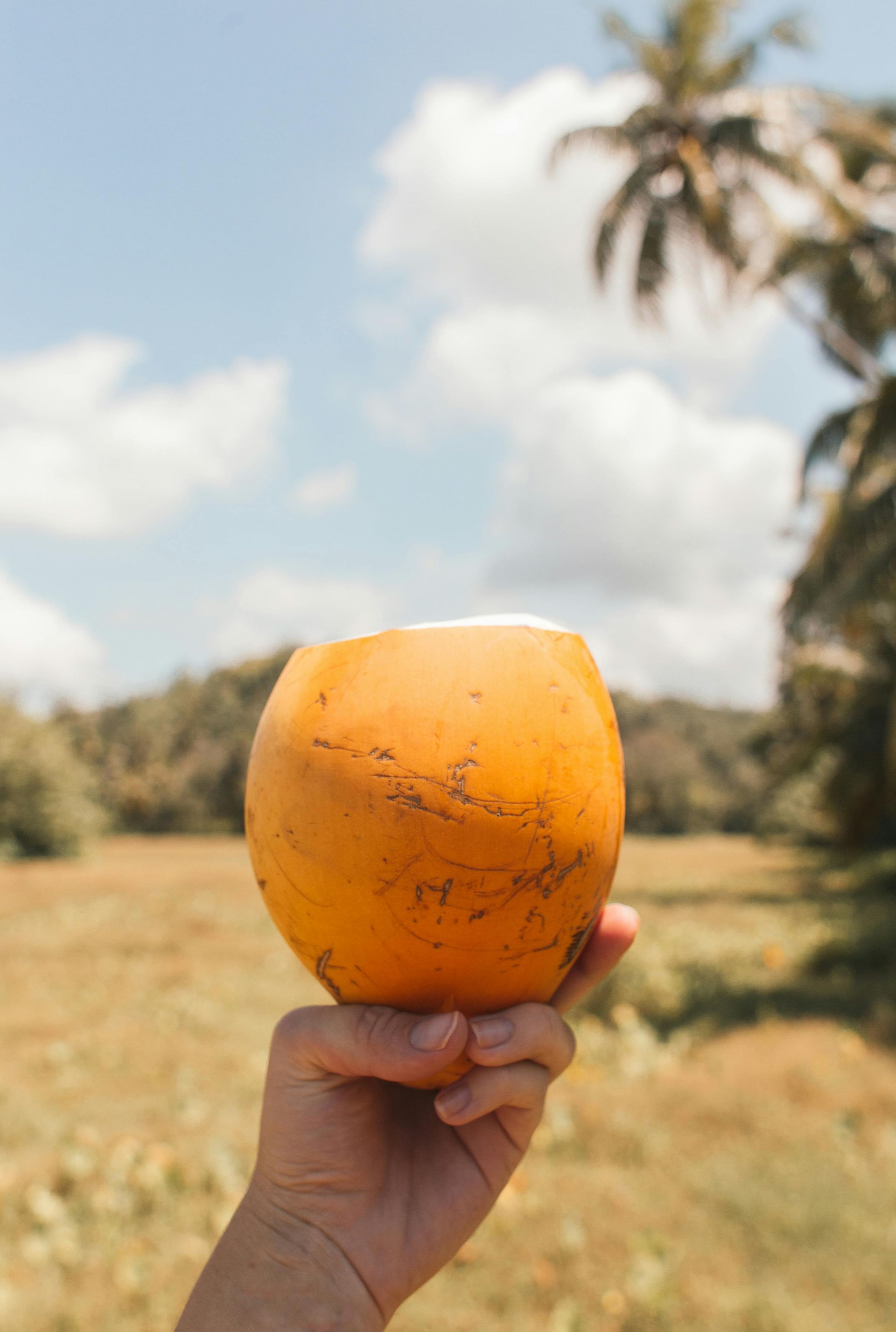 Hand holding an orange coconut against a sunny, blue sky backdrop with a palm tree and a grassy field.