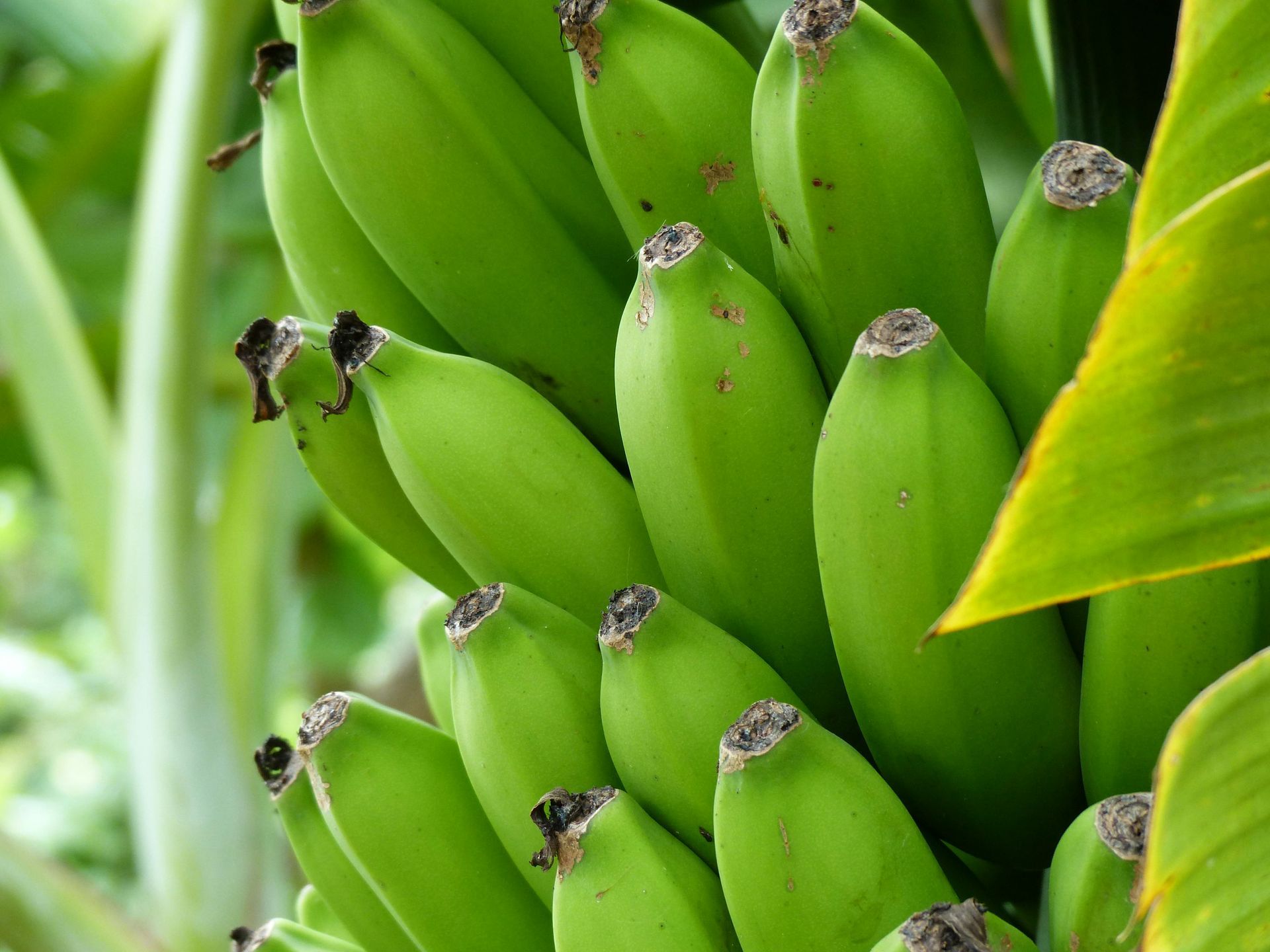 Unripe green bananas growing on a plant, close-up.