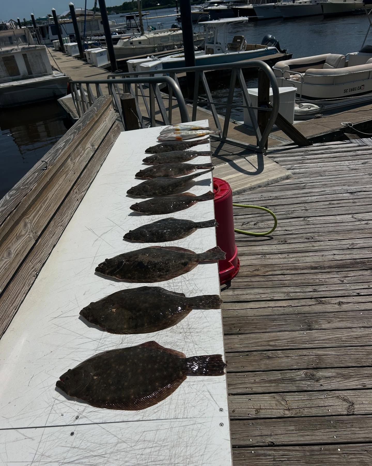 A row of flounder are lined up on a dock.