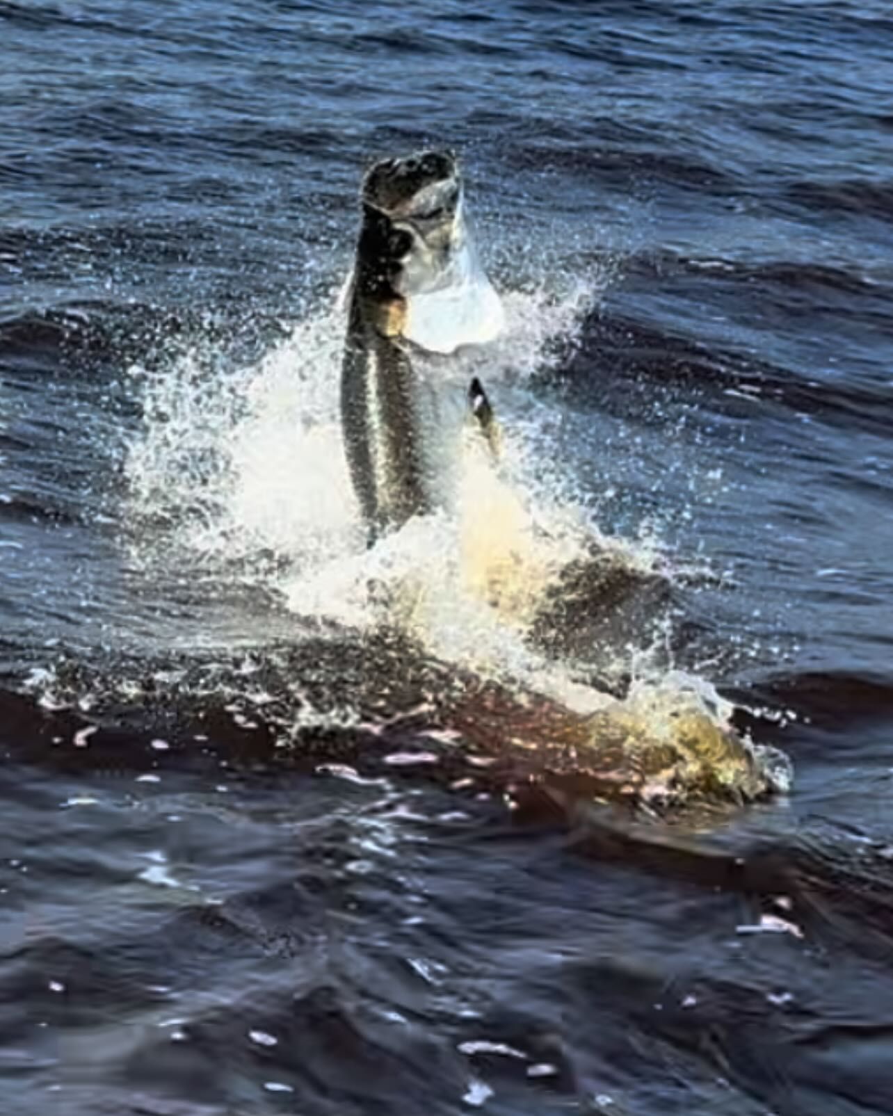 A large fish is jumping out of the water.