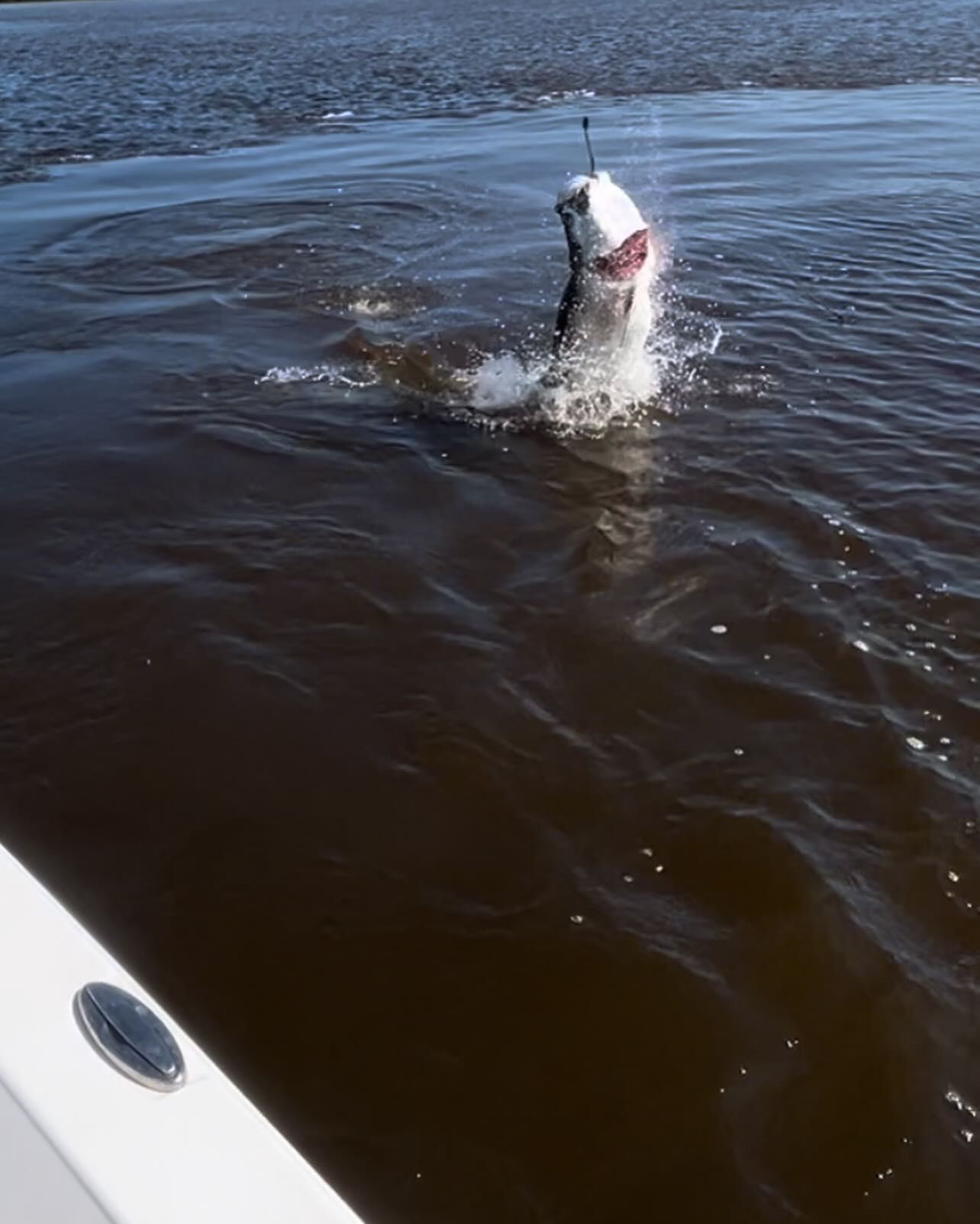 A fish is jumping out of the water near a boat