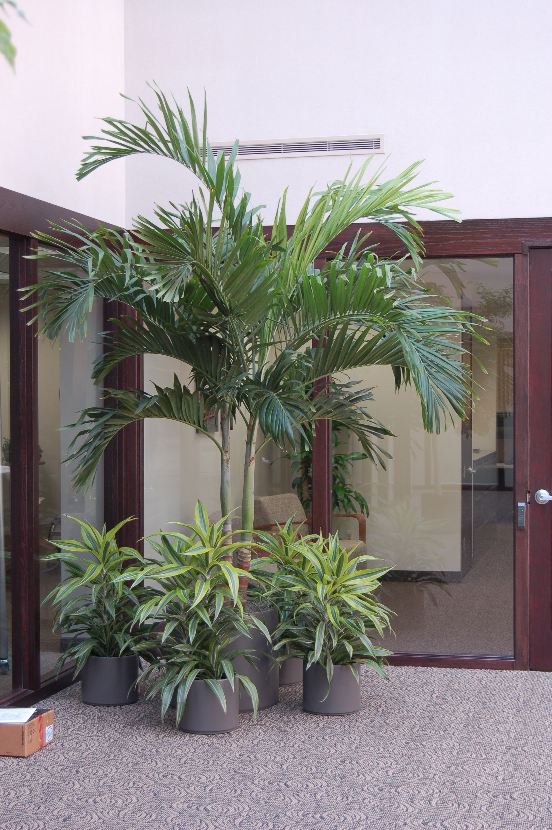 Palm tree and potted plants in a courtyard with pebble flooring and glass doors.