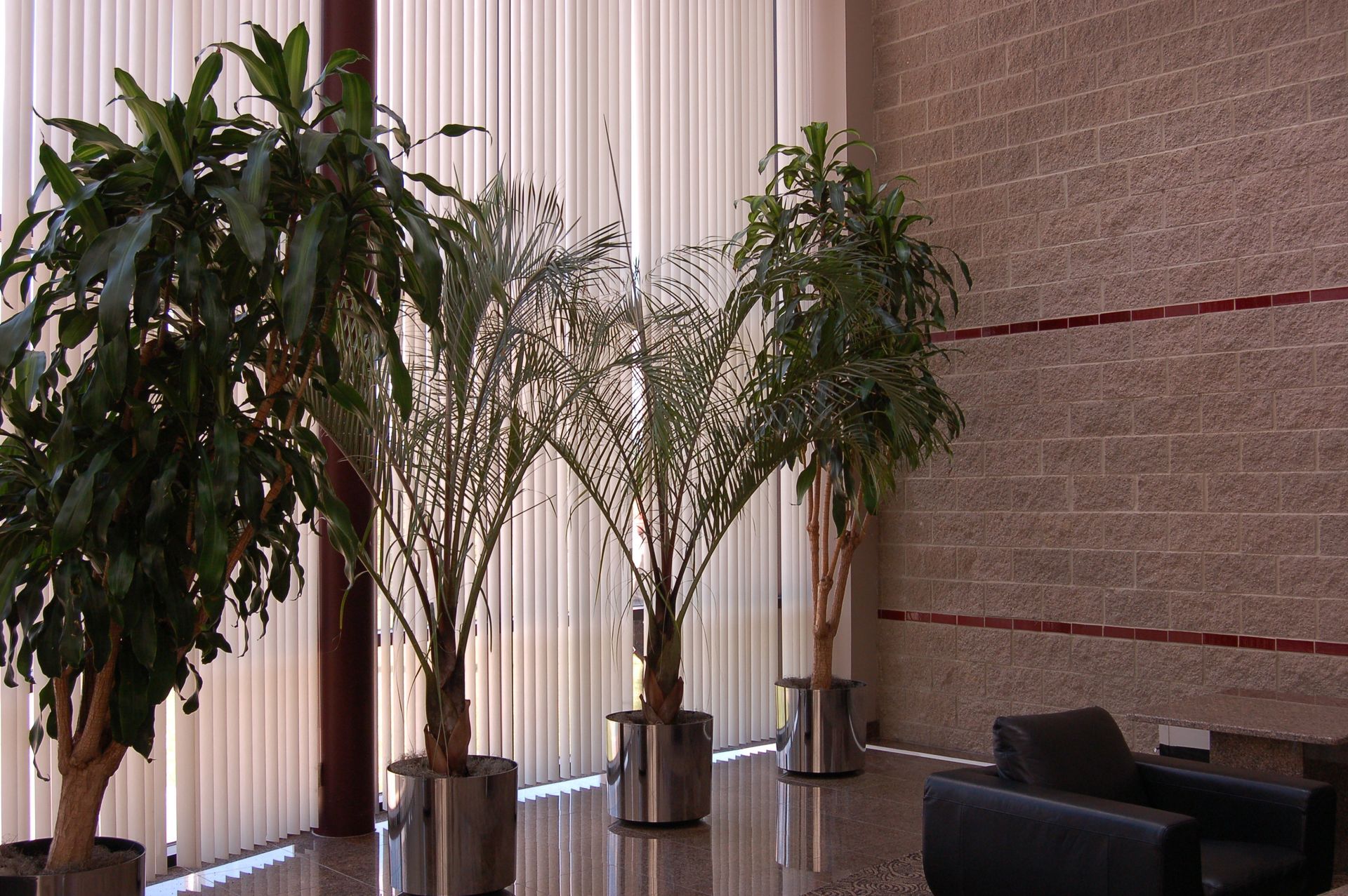 Four potted plants in metal containers in an indoor space with blinds and a textured wall.