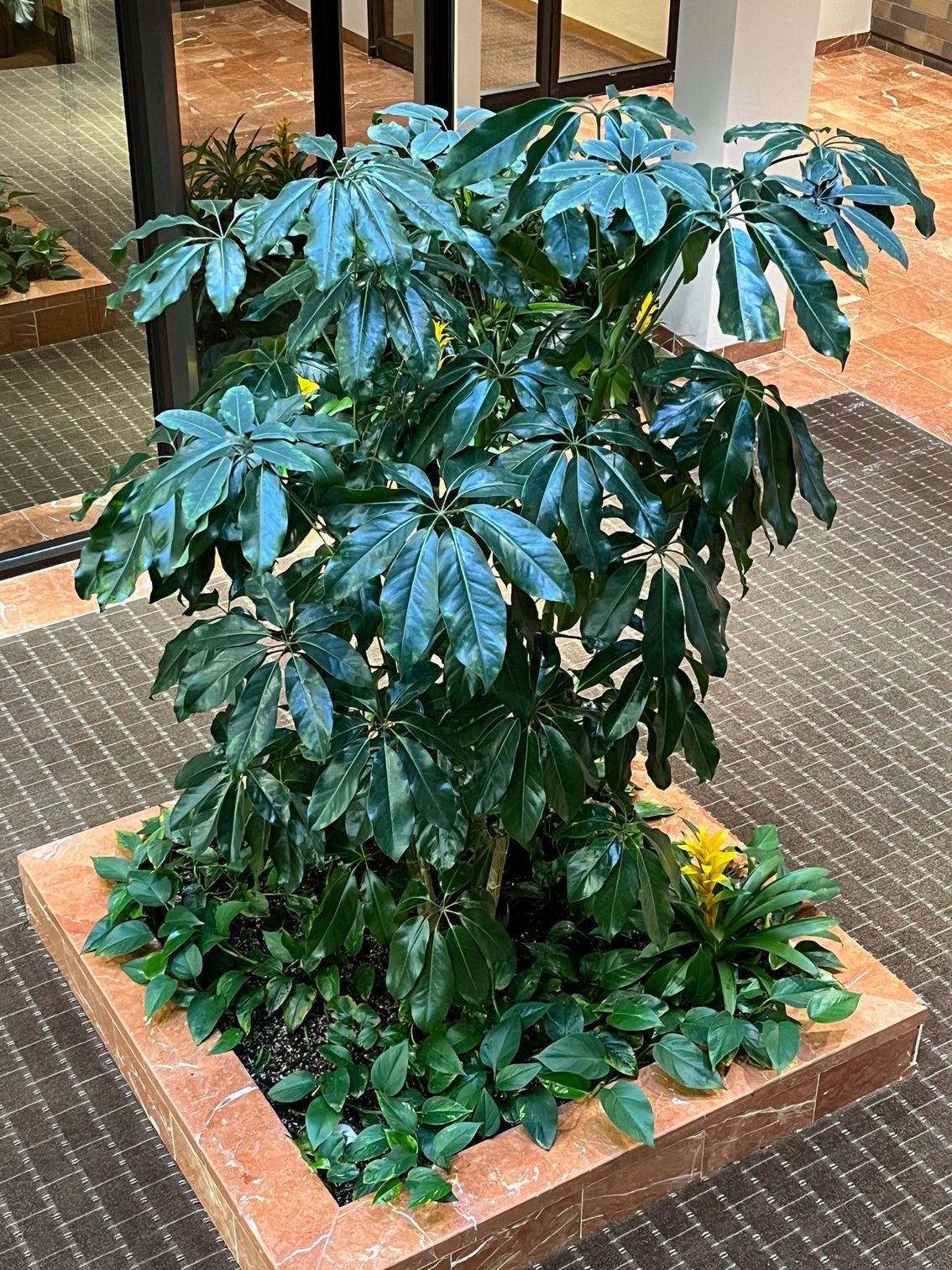 Large indoor plant with green leaves in a square planter surrounded by greenery, on a patterned carpet floor.