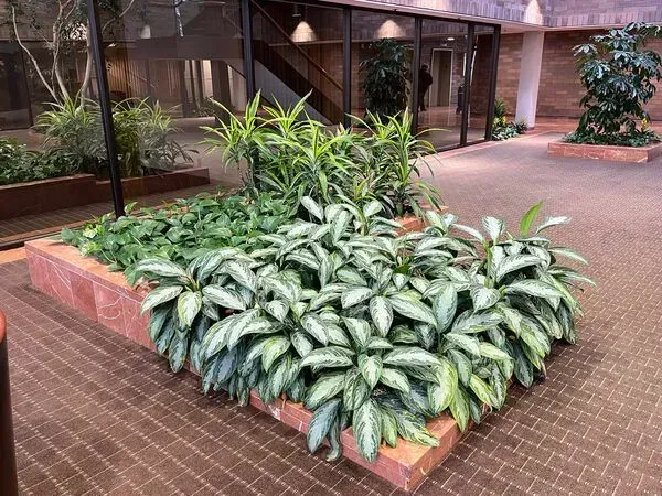 Indoor planter with green and silver plants in a lobby with brick and carpet flooring.