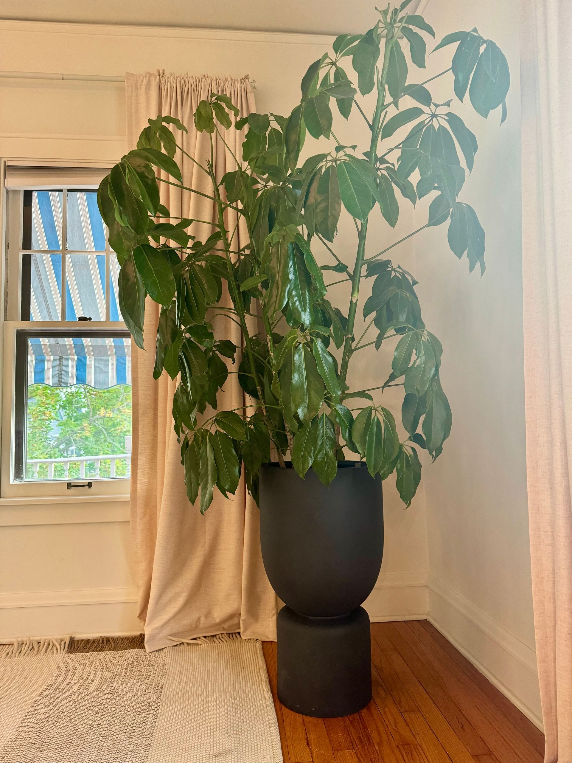 Tall leafy plant in a black pot, next to a window with light pink curtains.