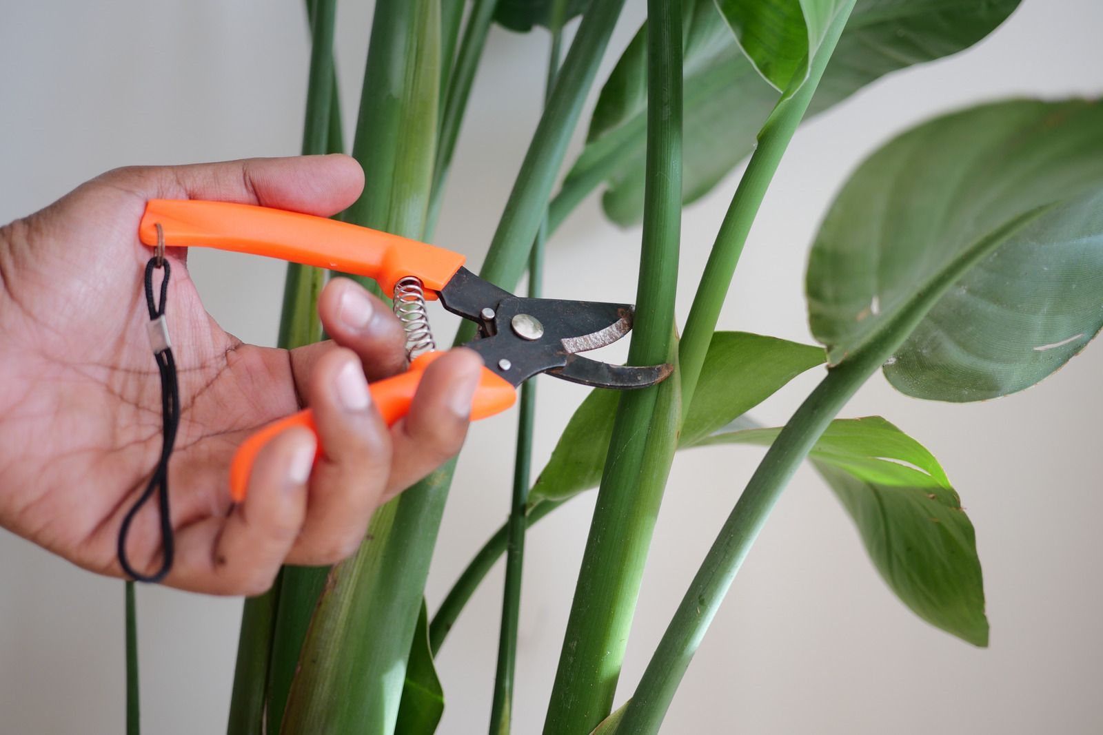 Person pruning a plant with orange hand pruners.