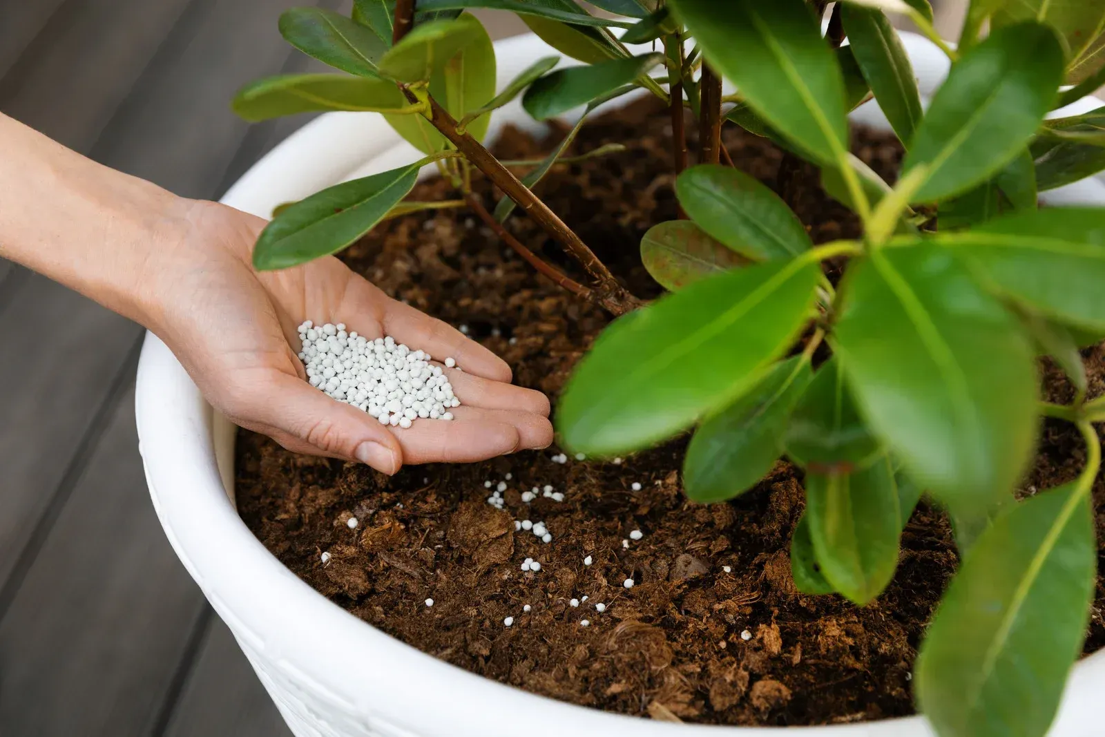 Person's hand holds fertilizer pellets, pouring them onto the soil in a potted plant.