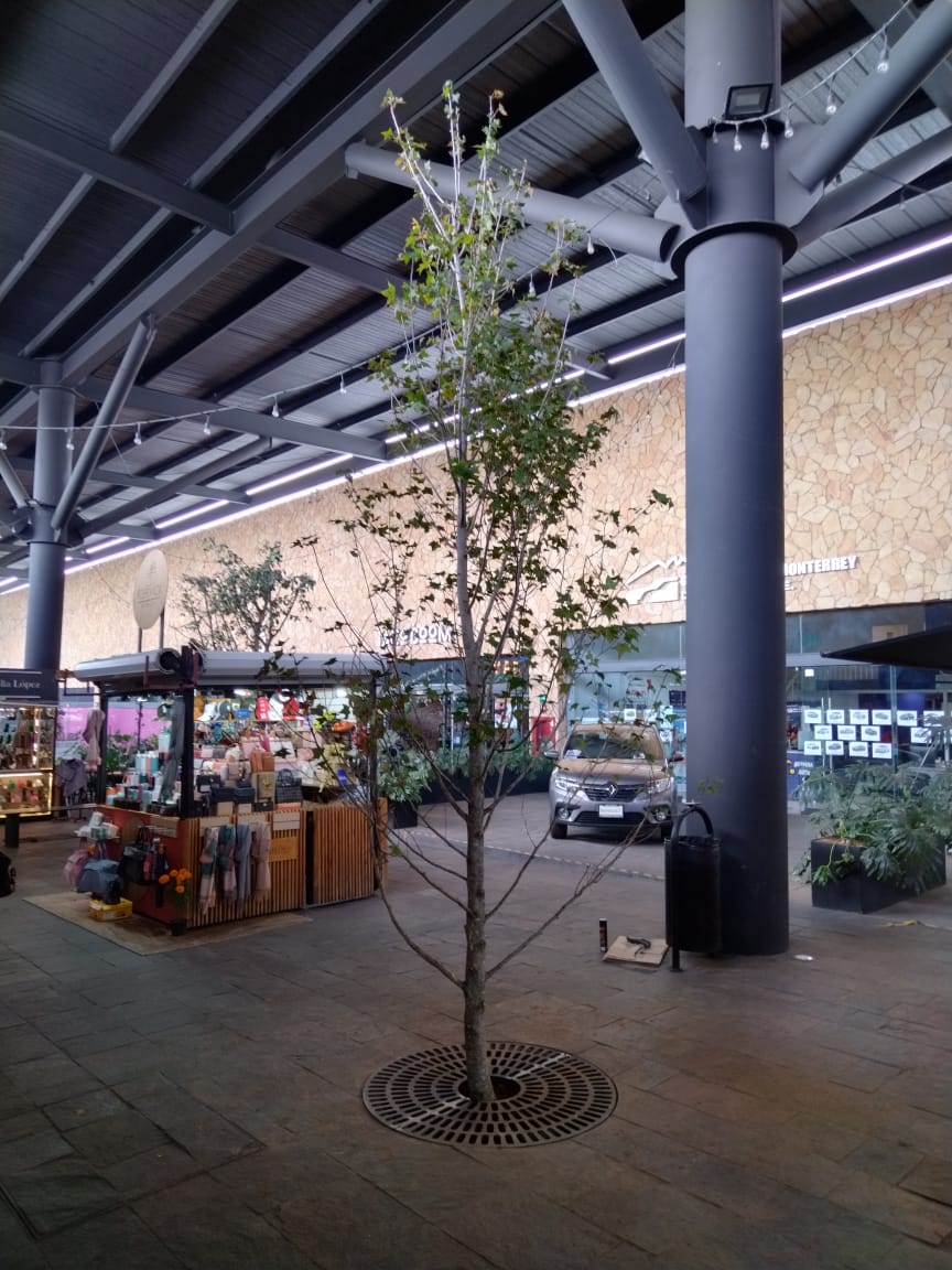 Un pequeño árbol en medio de un edificio