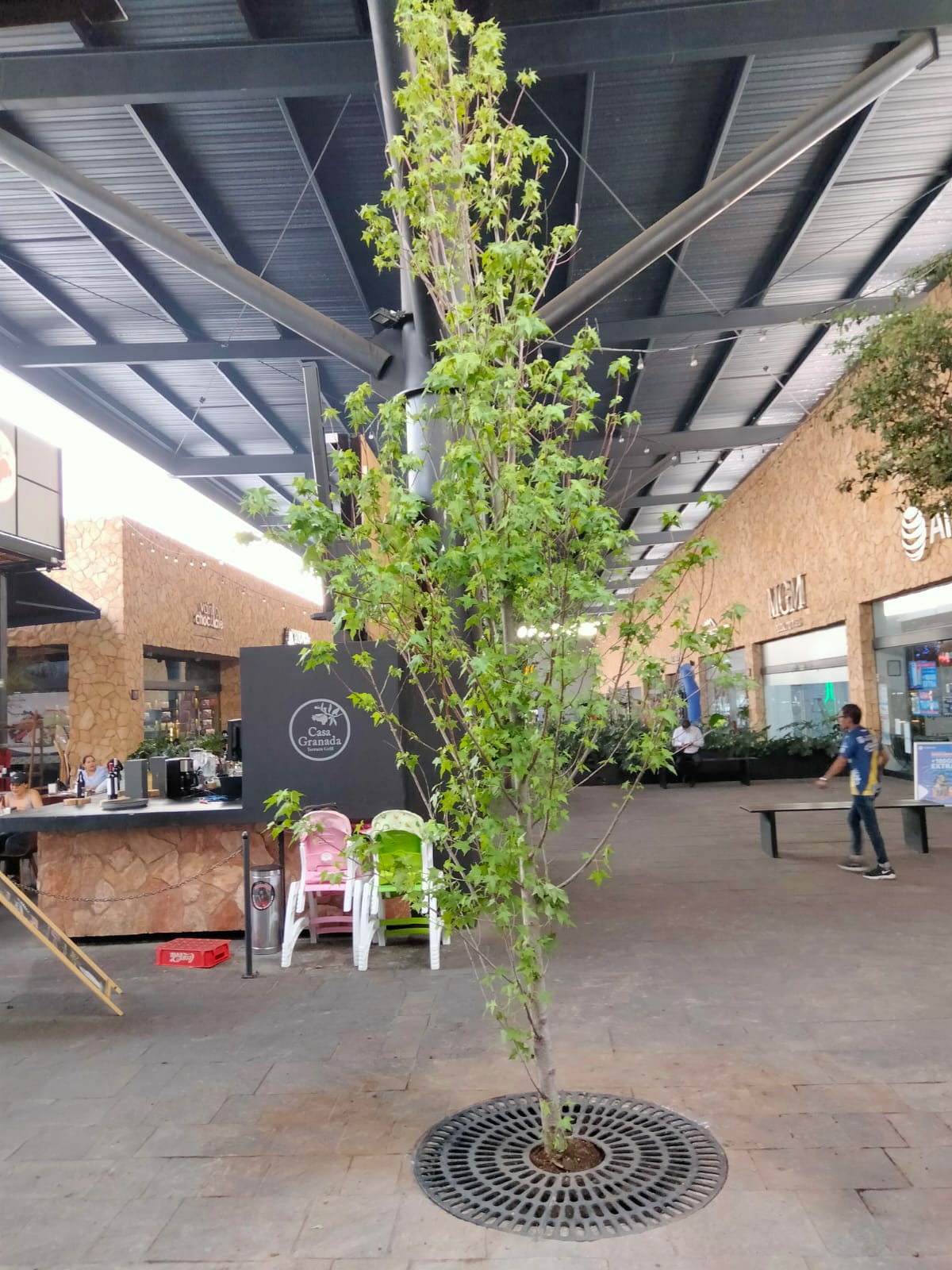 Un árbol crece en medio de un centro comercial.