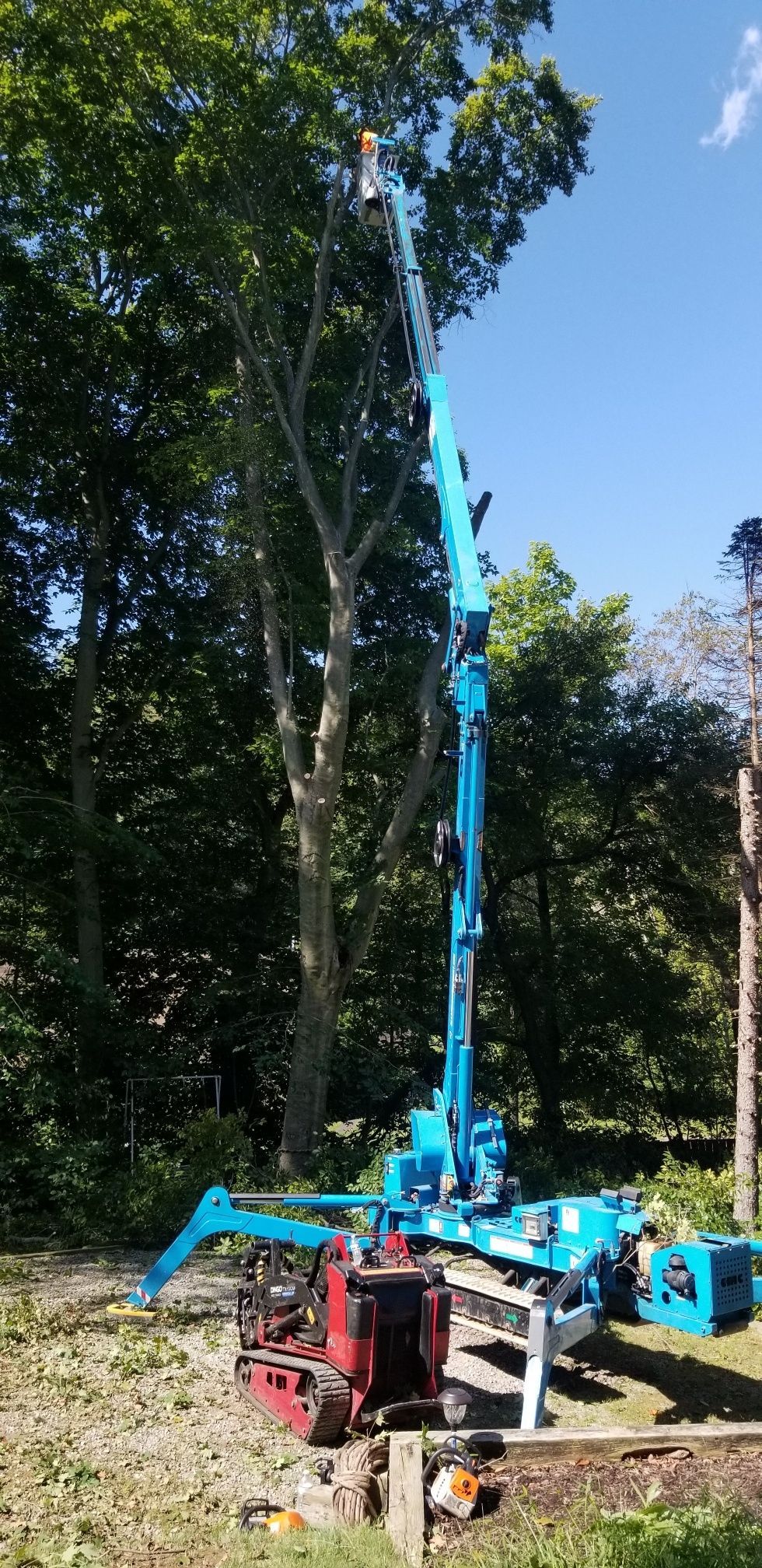 A tall tree being trimmed by a worker in a blue lift machine, in a wooded area.
