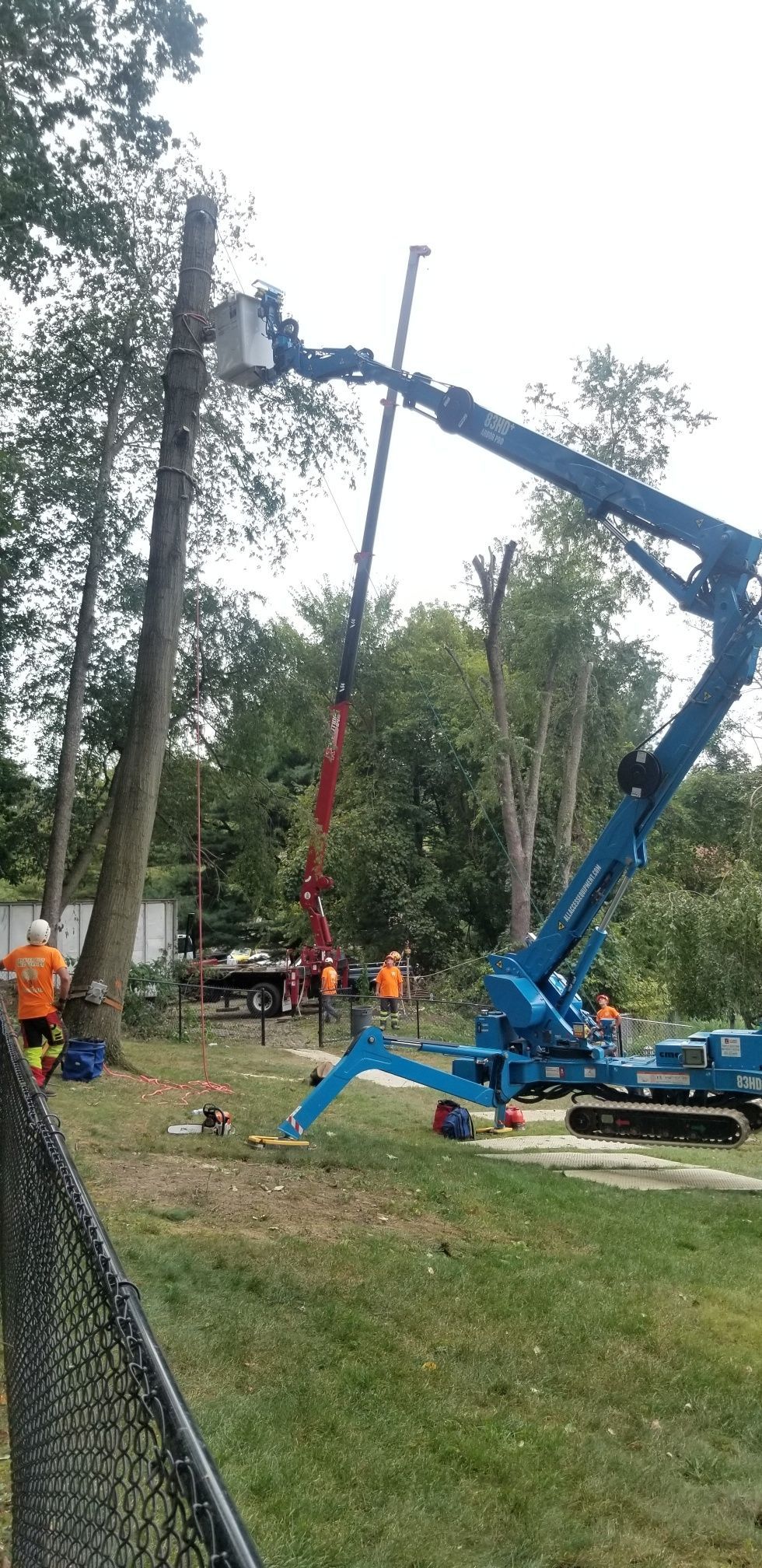 Tree removal in progress; a blue lift and red crane, workers, and a felled tree.