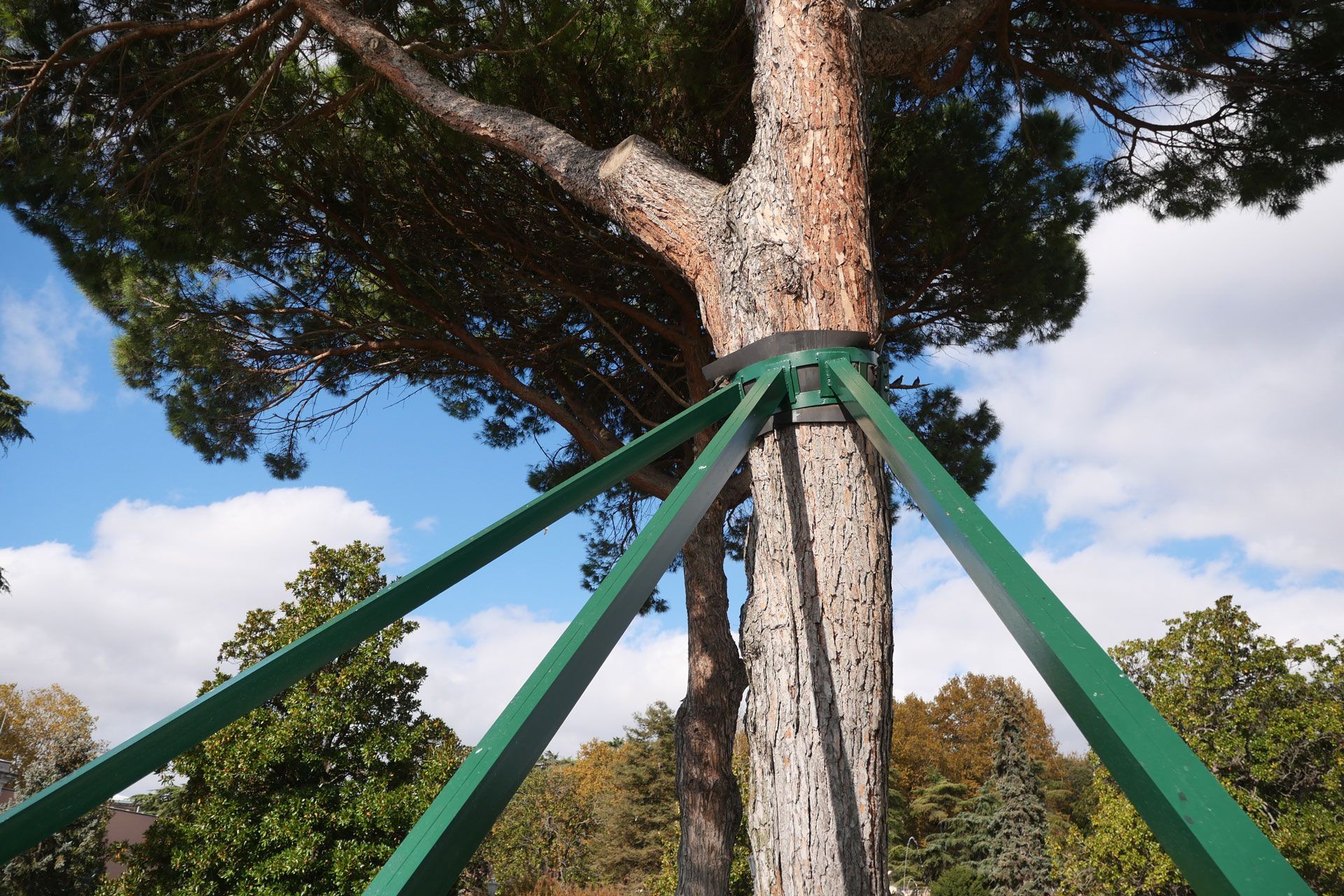 Green metal bracing supports a large tree trunk against a blue sky.