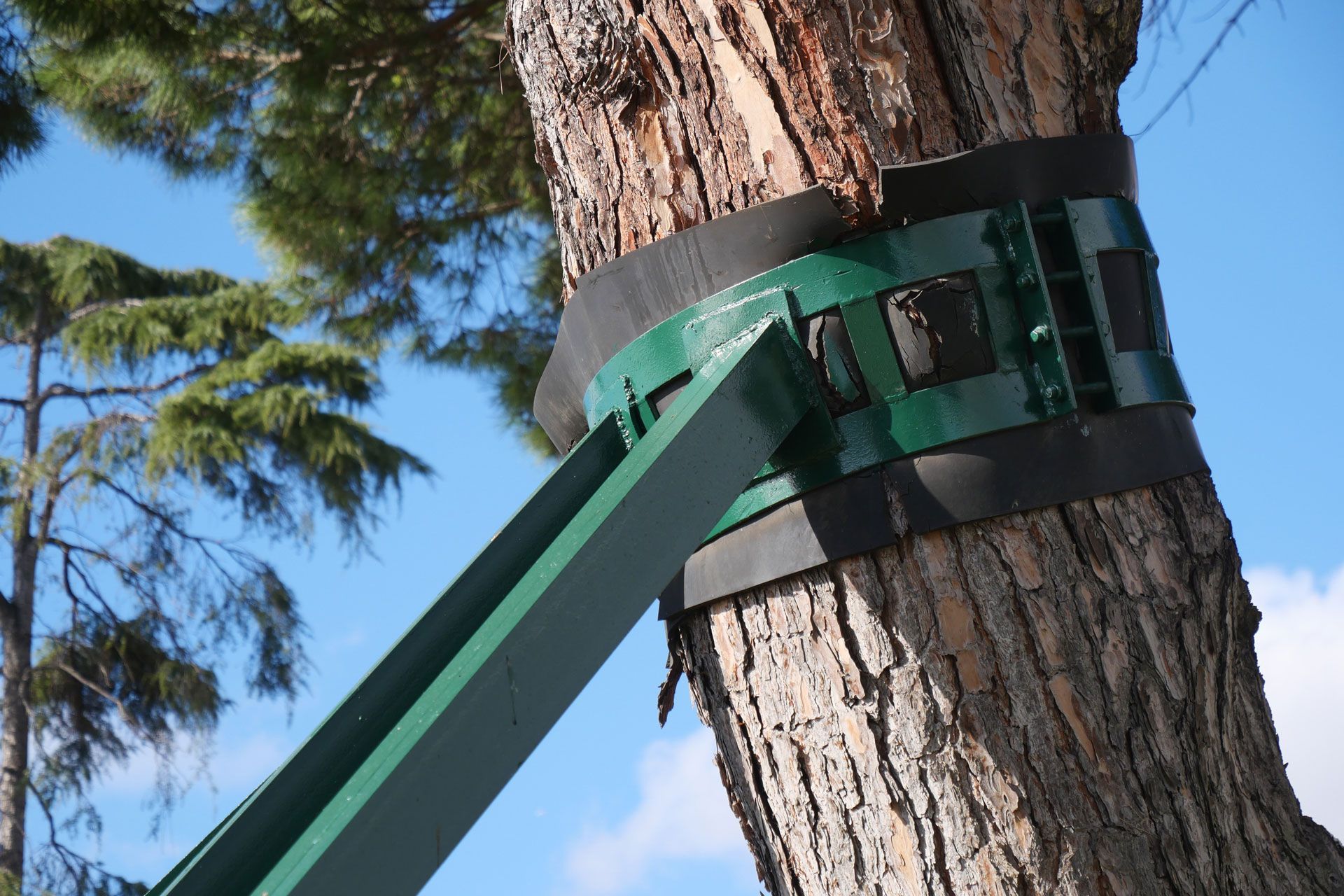 Green metal support bracket attached to a tree trunk with black straps, angled upward.
