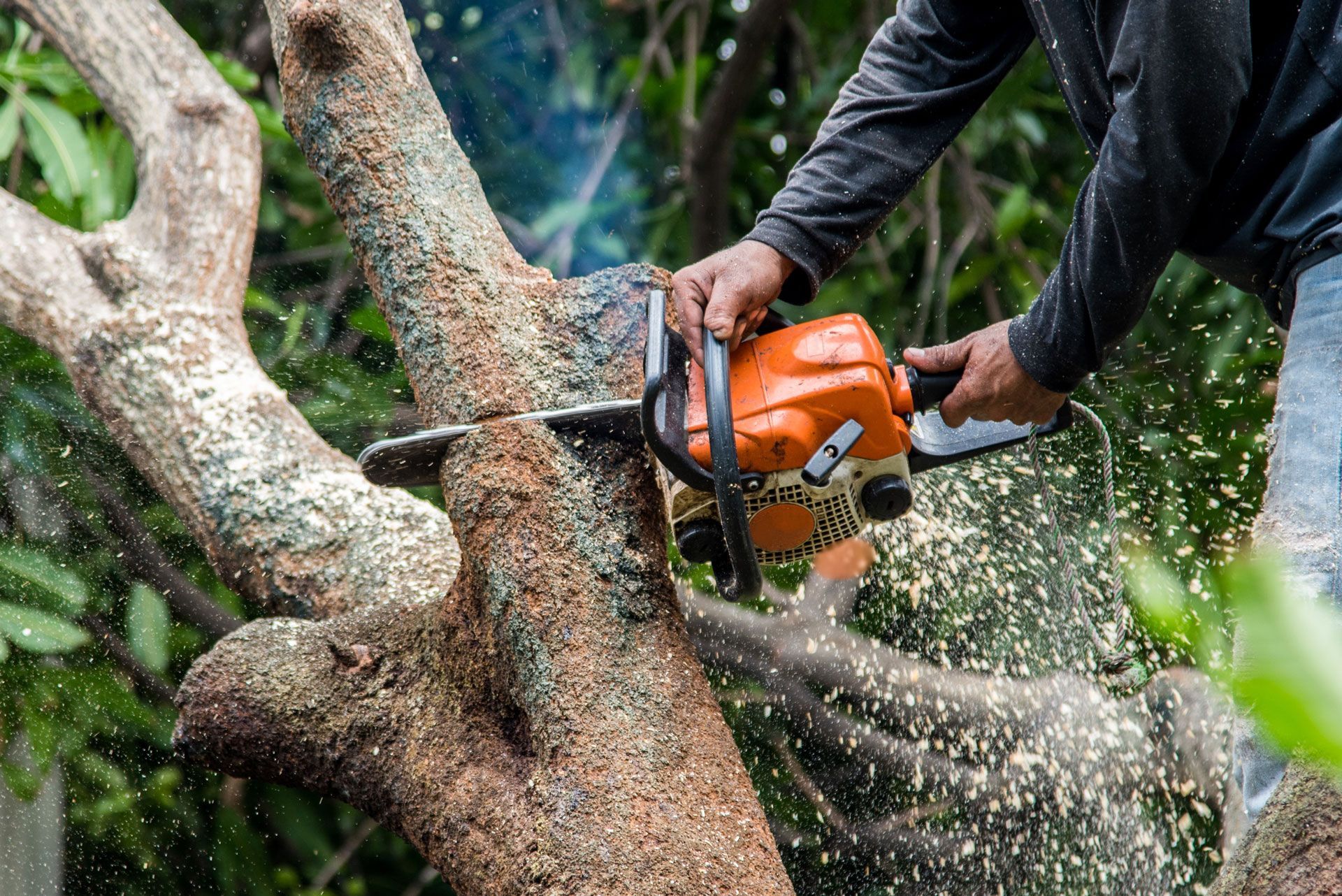 Person using an orange chainsaw to cut a tree branch. Sawdust flies in the air.