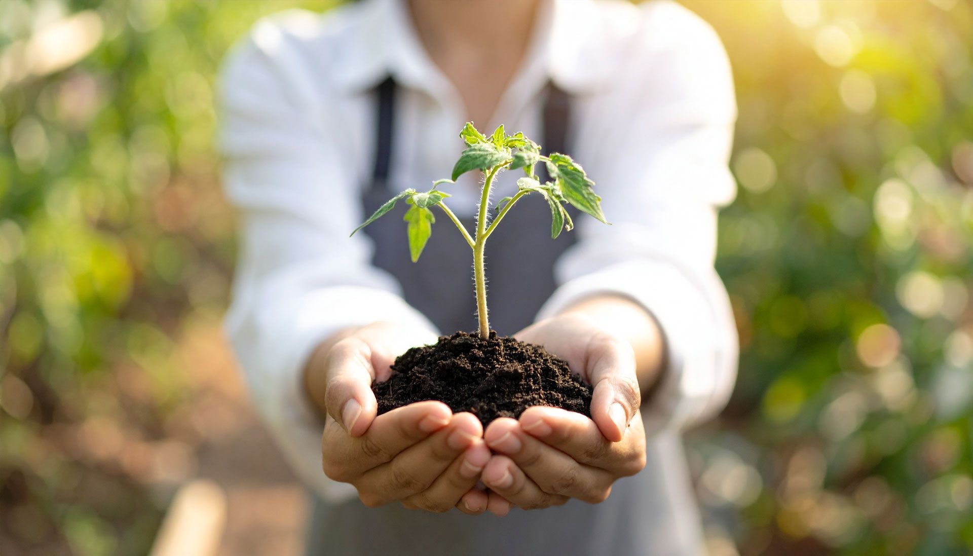 Person holding a small plant with dark soil in cupped hands, outdoors in sunlight.