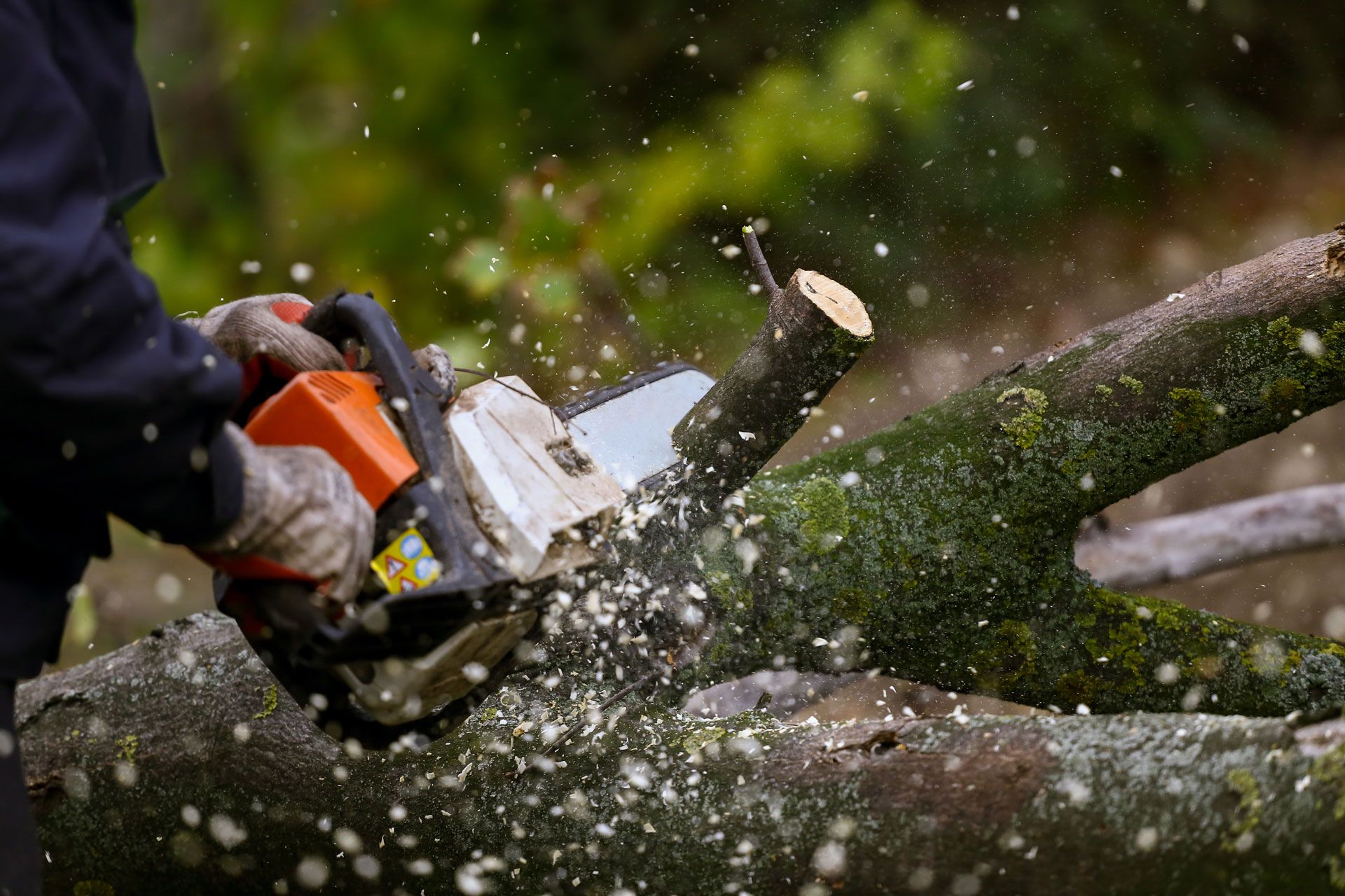 Person using a chainsaw to cut a tree branch, creating wood chips.