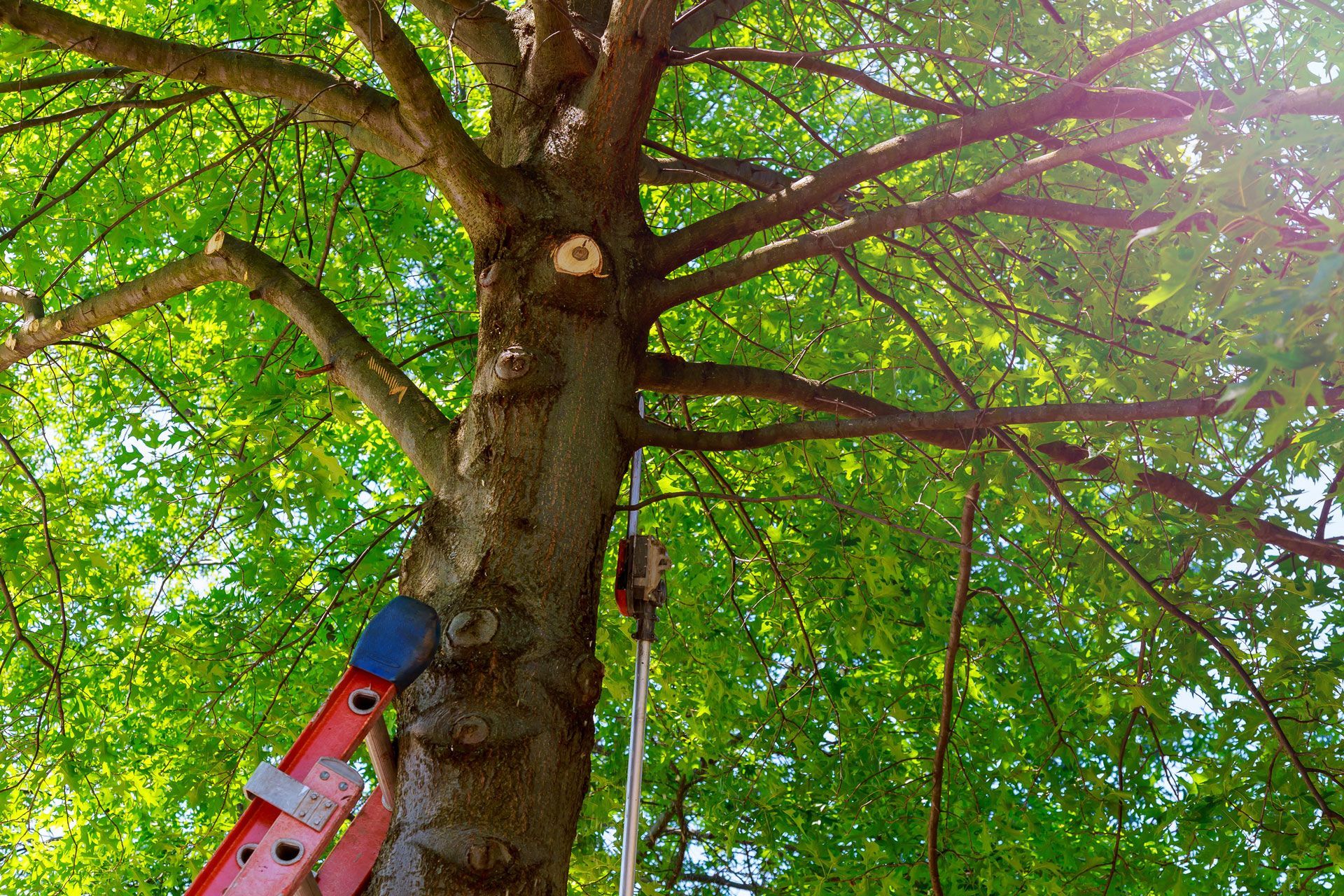 Ladder leans against a tree trunk; leafy branches above.