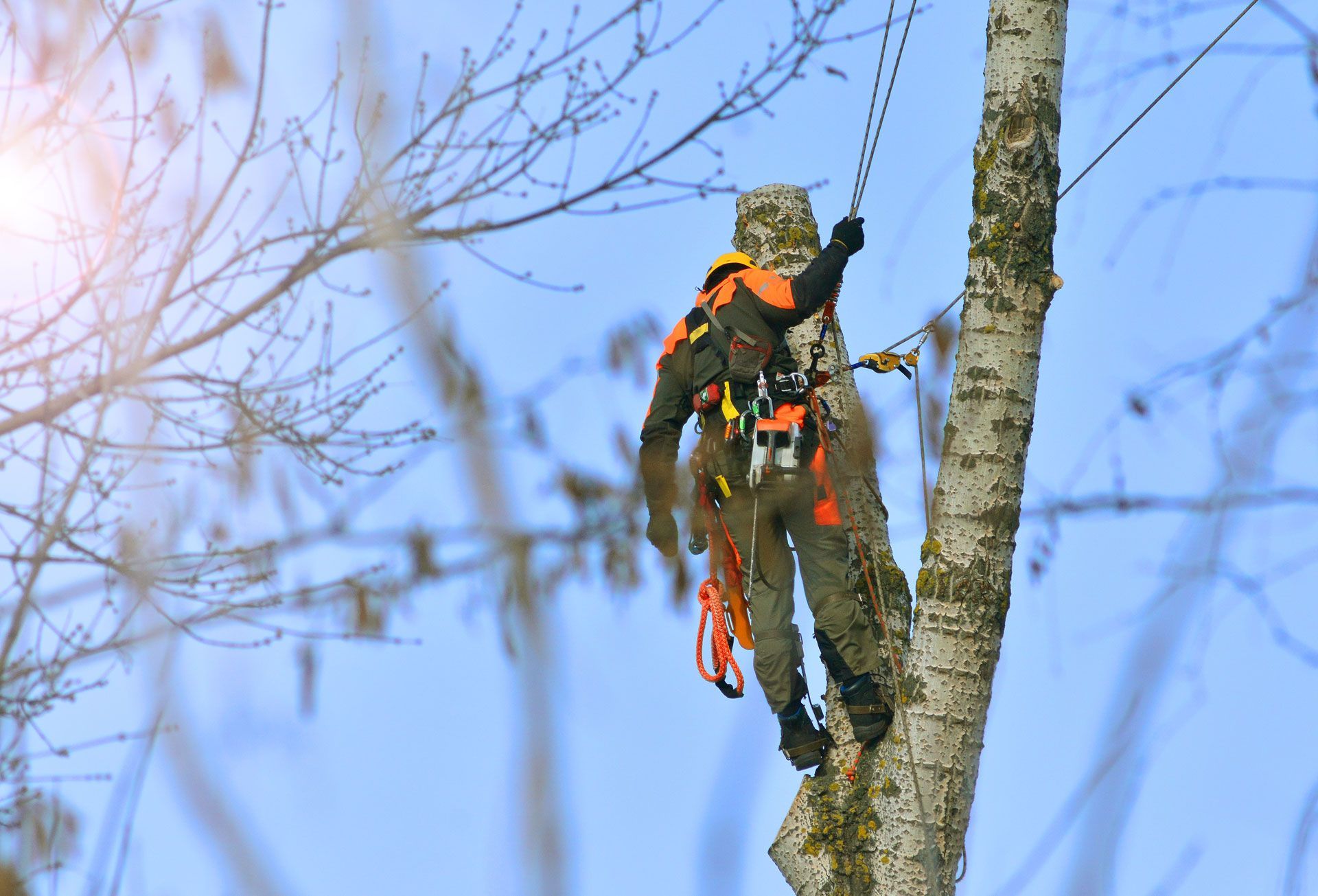 Person in camouflage climbing a tree with safety harness and ropes against a blue sky.
