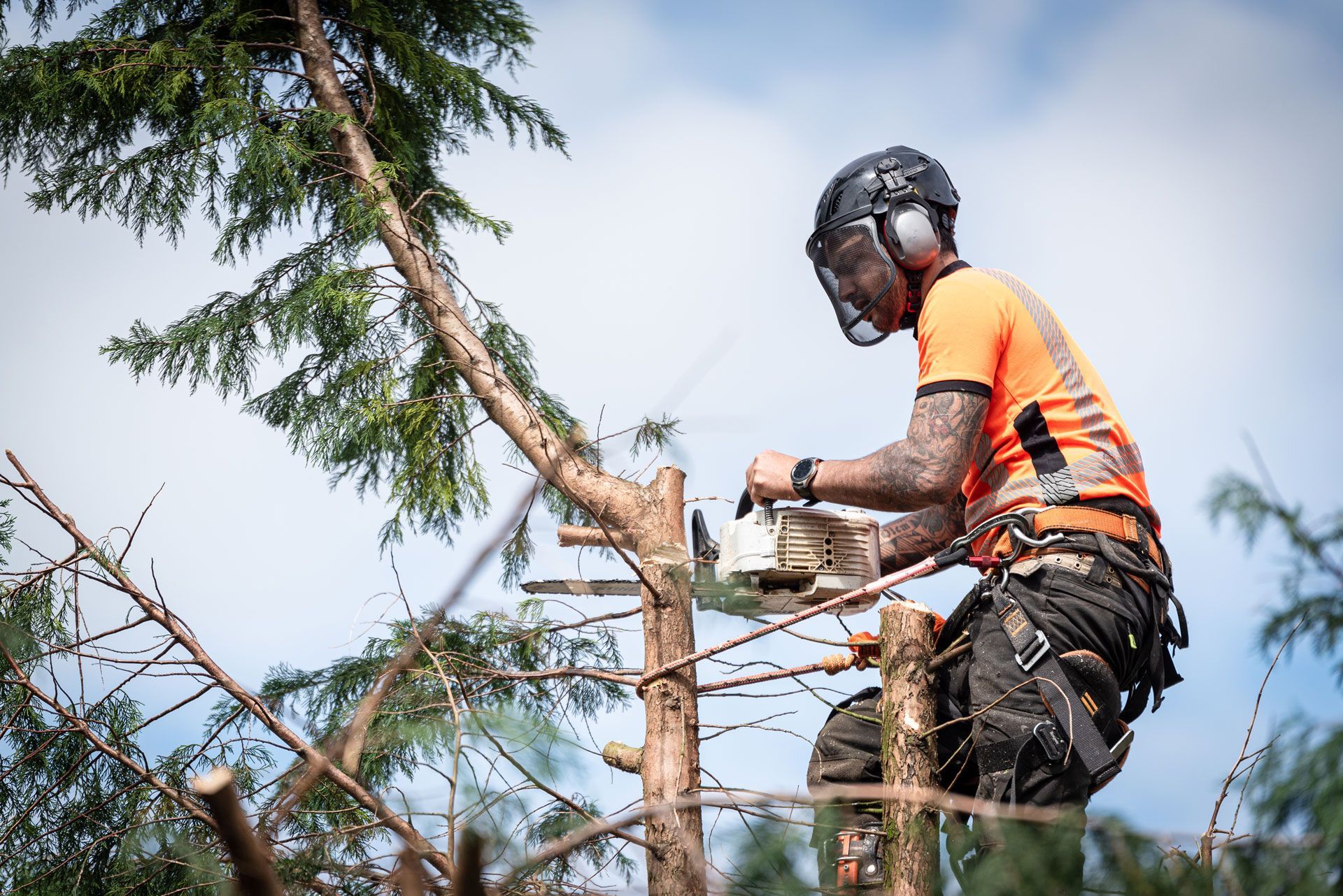 Arborist in an orange shirt and helmet cuts a tree branch with a chainsaw.