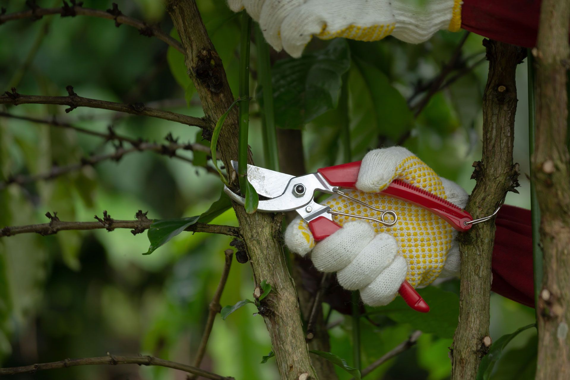 Person wearing gloves pruning a tree branch with red handled shears.