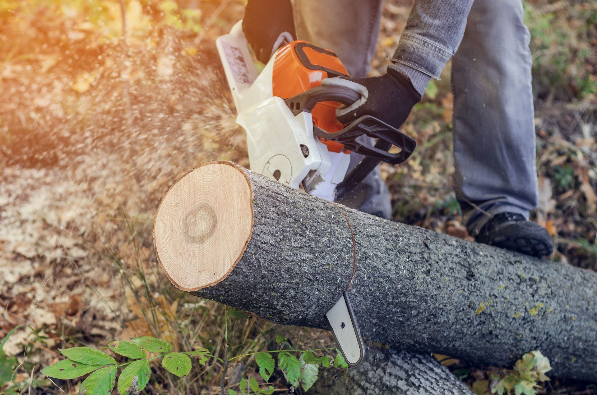 Person using a chainsaw to cut a log in a wooded area.