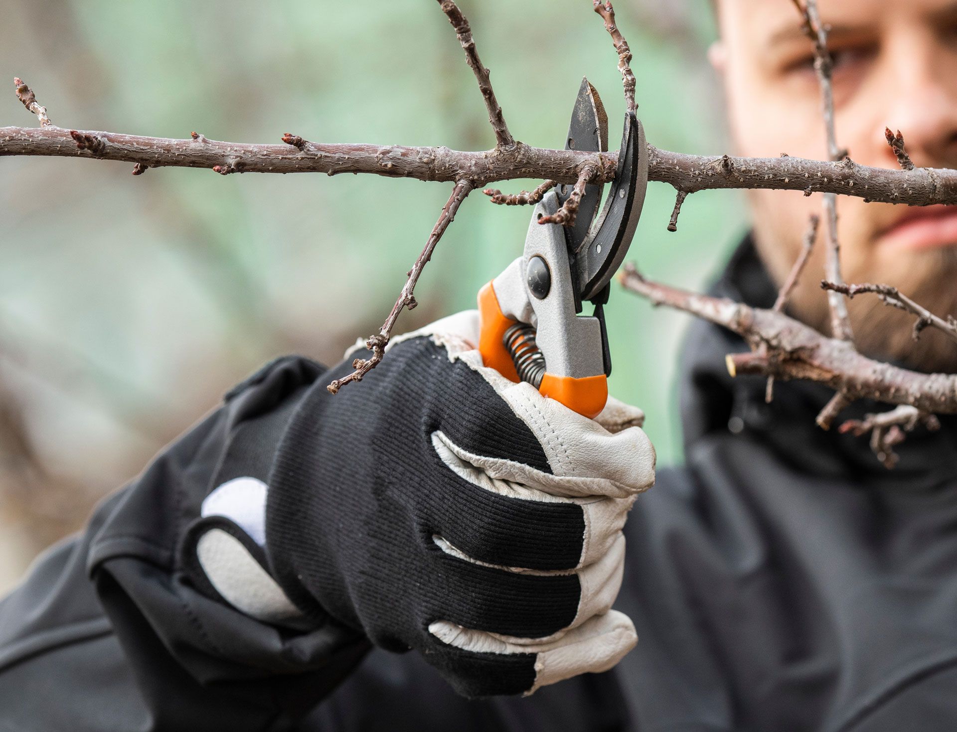Person pruning a tree branch with orange and silver pruning shears, wearing a black glove.