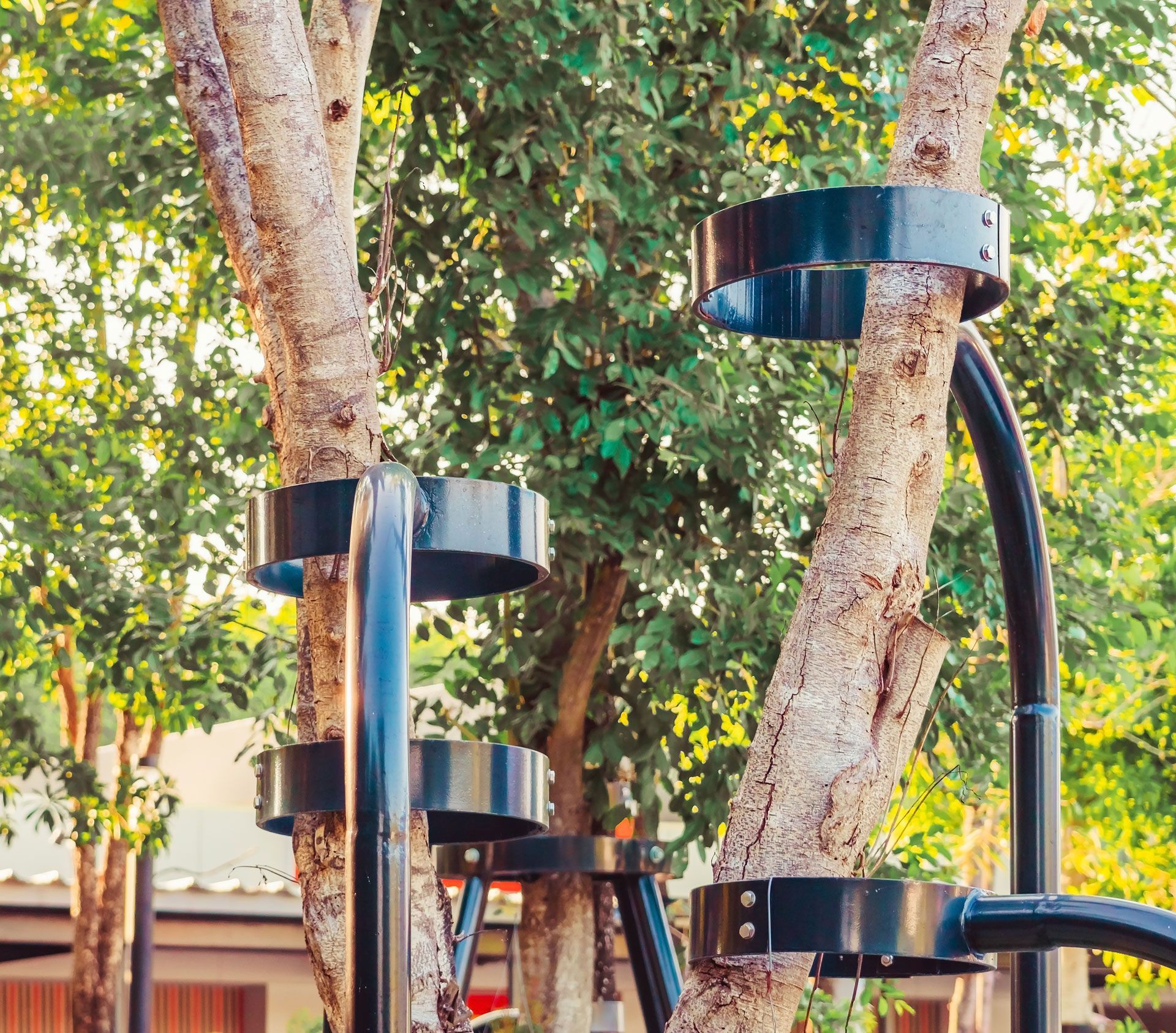 Black metal rings attached to trees, forming a climbing structure in a park setting.