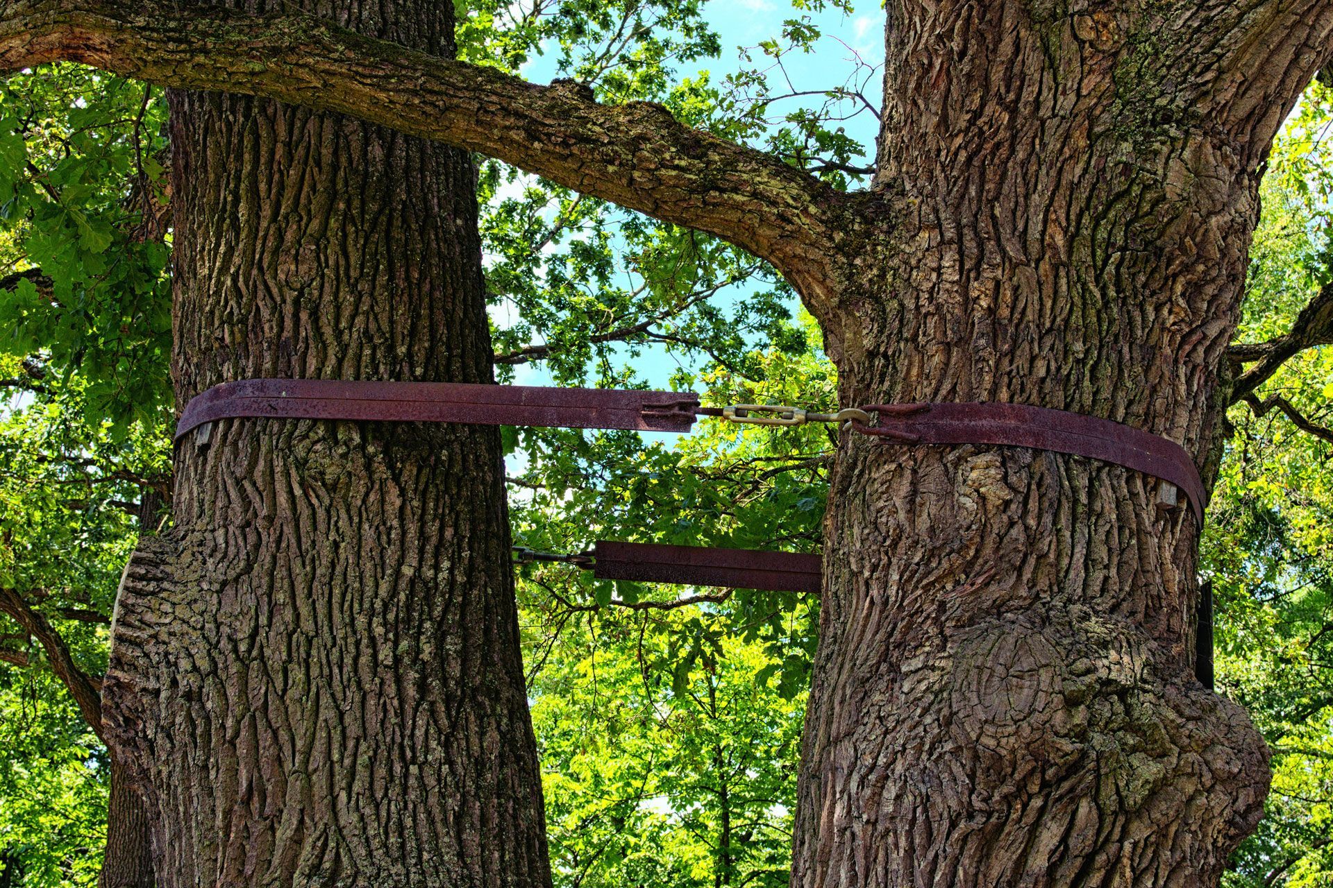 Two trees joined by rusty metal bands, outdoors with green foliage.