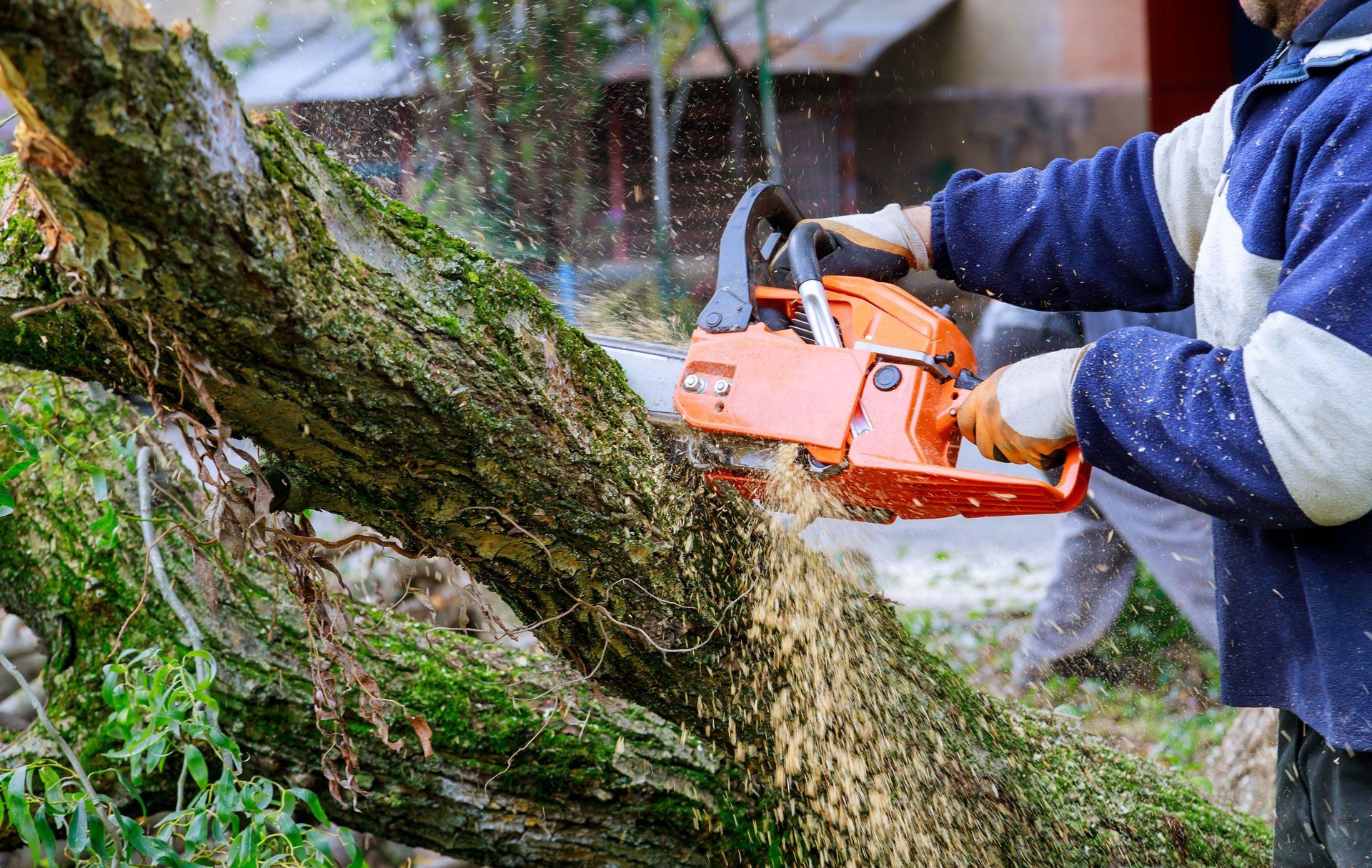 Person using an orange chainsaw to cut a tree trunk.