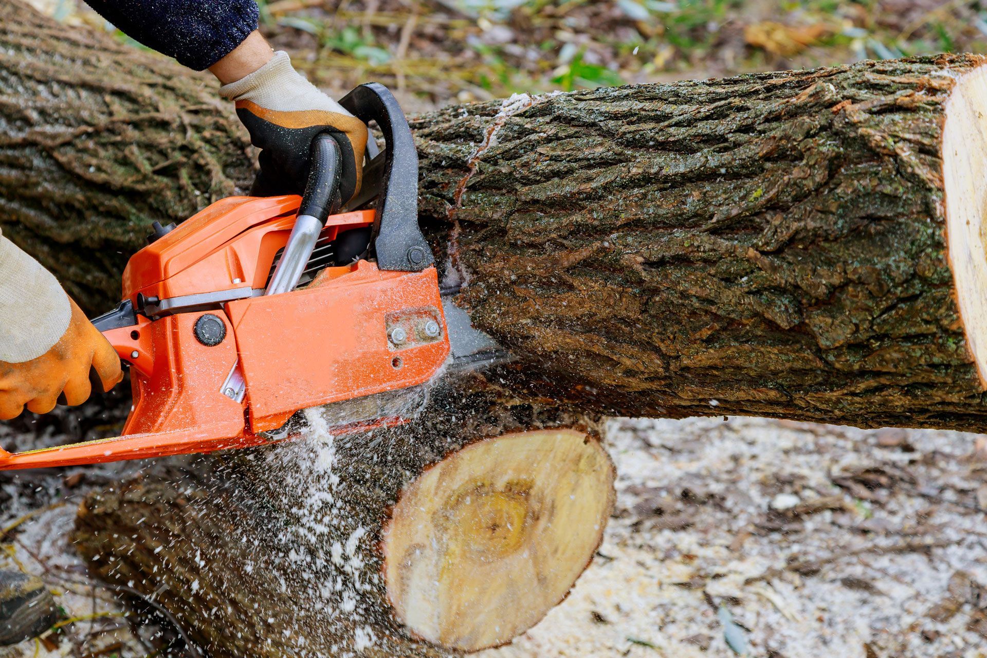Person using an orange chainsaw to cut through a large log outdoors. Sawdust flying.