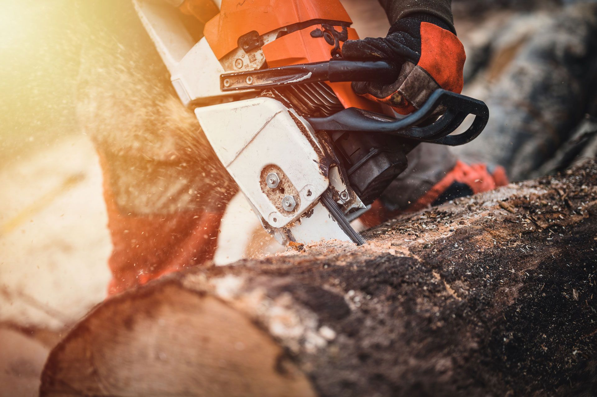 Chainsaw cutting through a log, with sawdust flying. Close-up on the saw and gloved hands, sunlight.