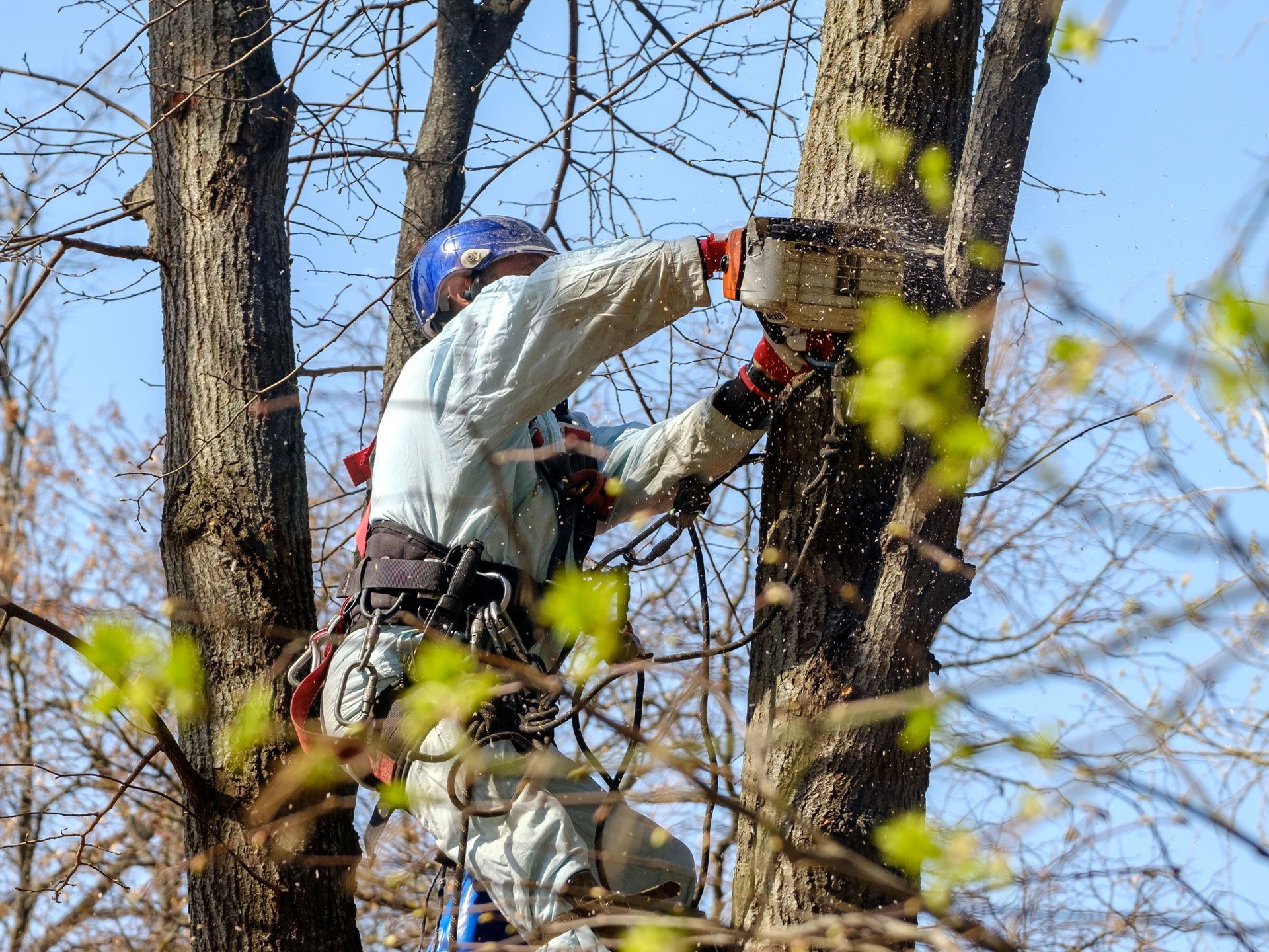 Arborist cutting tree with chainsaw, wearing safety gear and helmet, outdoors on a sunny day.