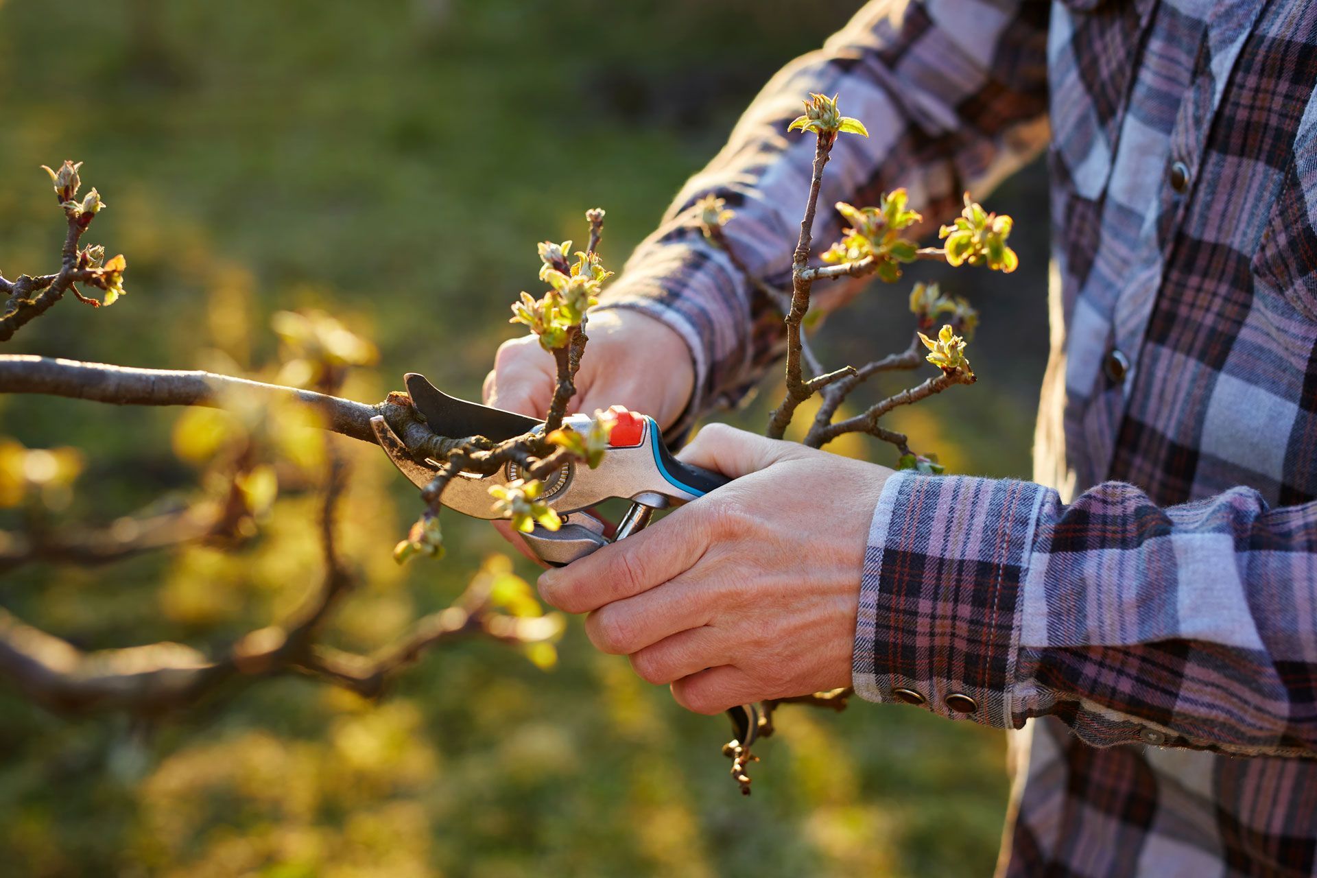 Person pruning tree branch with gardening shears outdoors.
