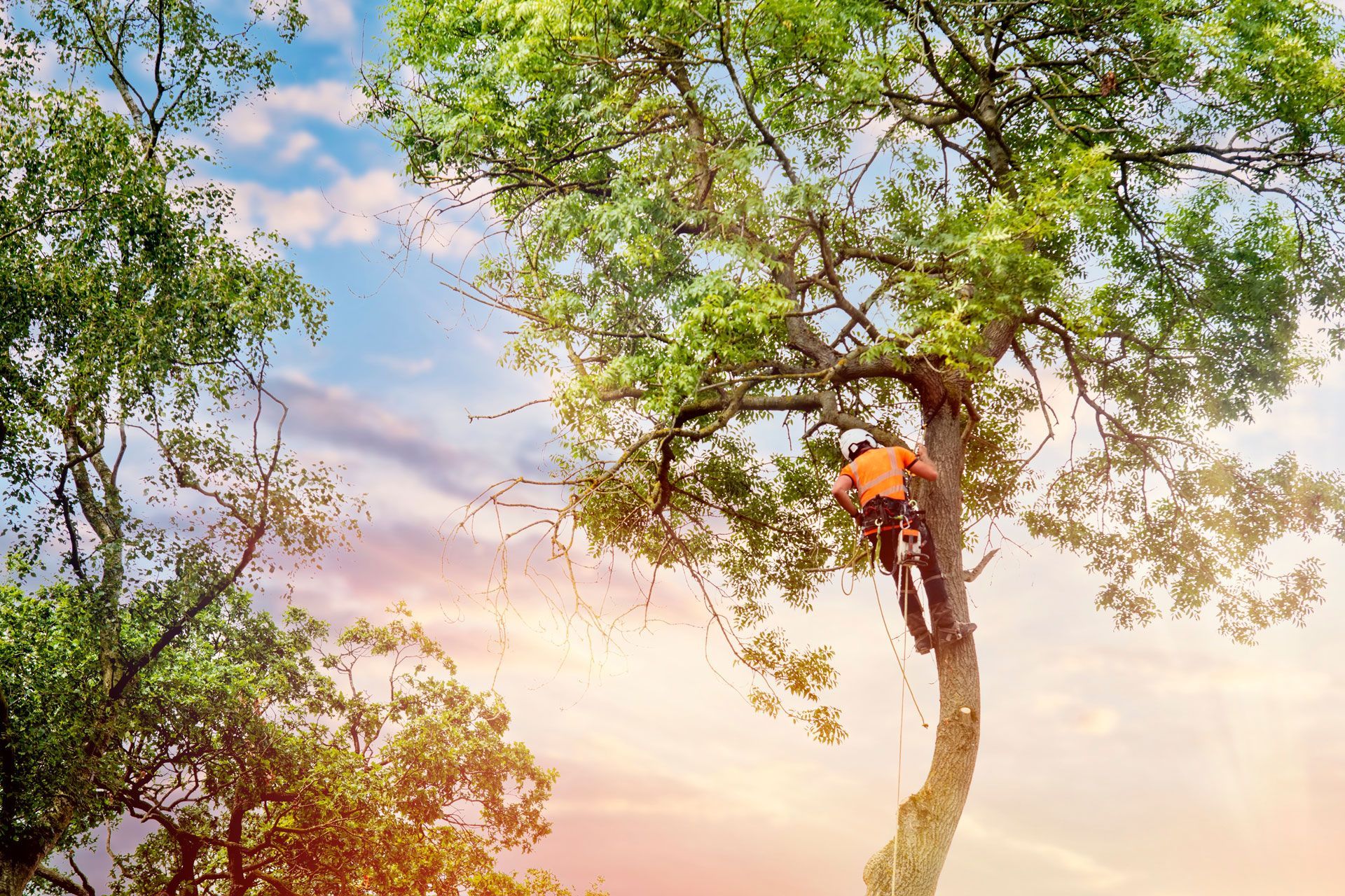 Arborist in orange shirt trimming a tall tree with green leaves, against a blue sky with sunlight.