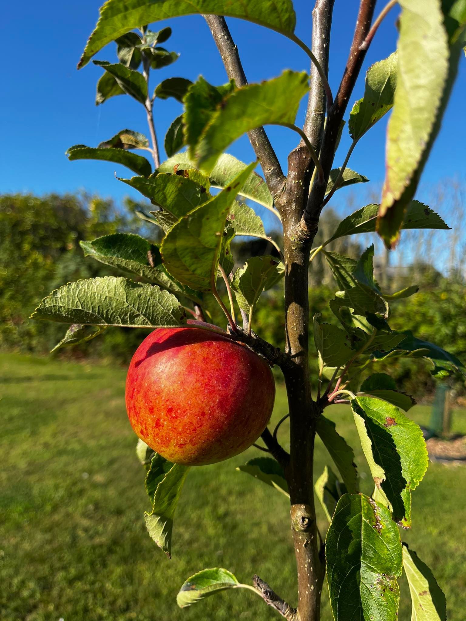 North Thoresby Community Orchard