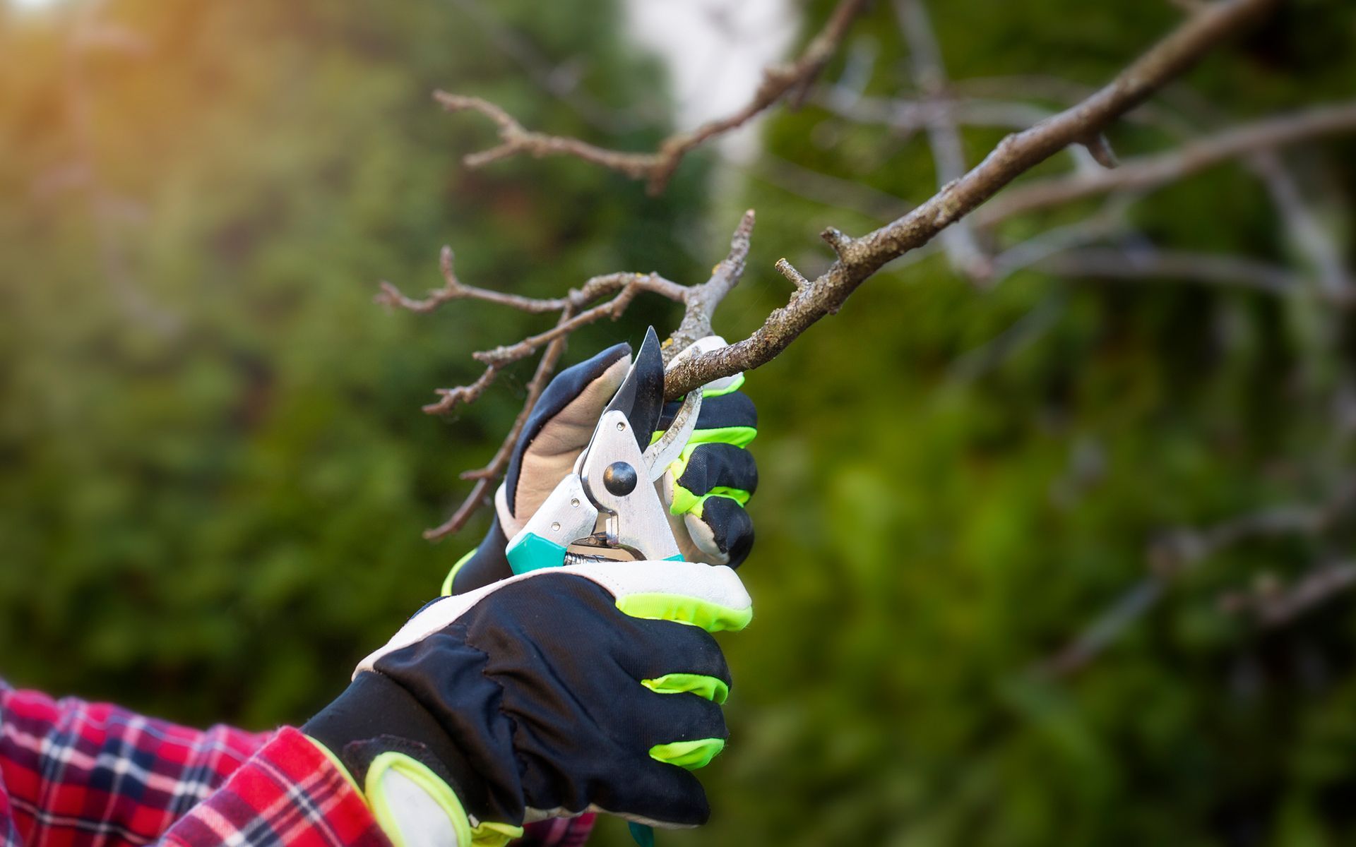 A person is cutting a tree branch with a pair of scissors.