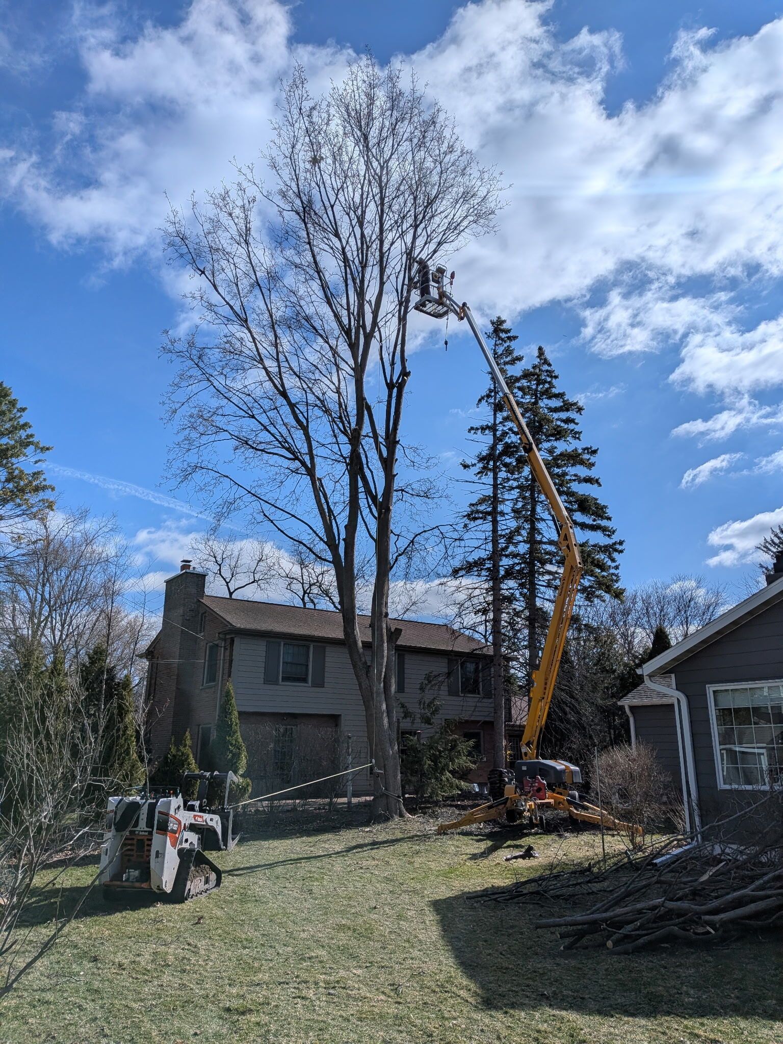 An arborist in a bucket truck reaches into the high branches of a tall tree to perform trimming near a residential house.