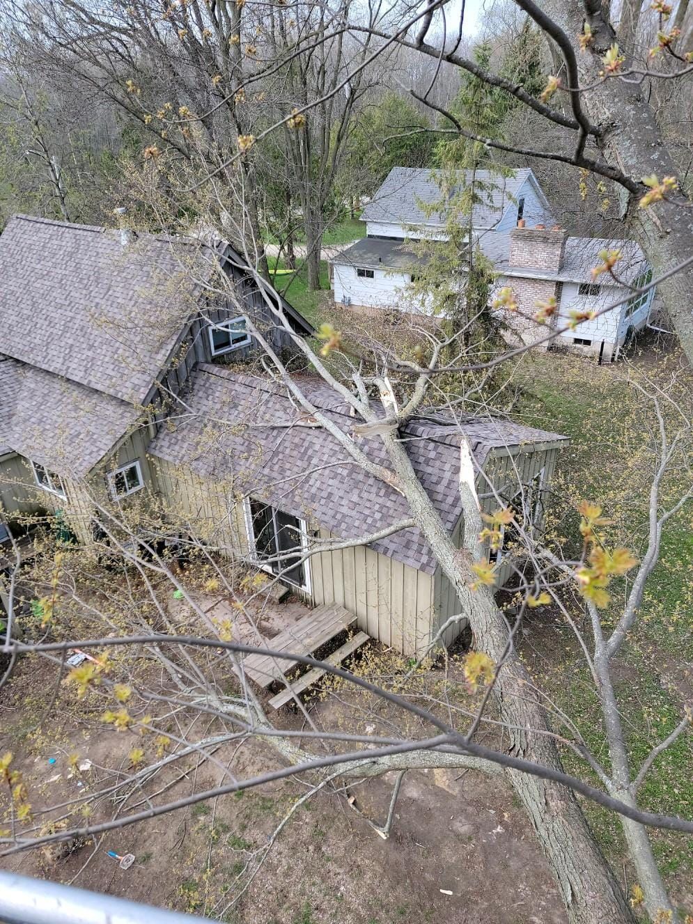 A person is cutting a tree branch with a pair of scissors.