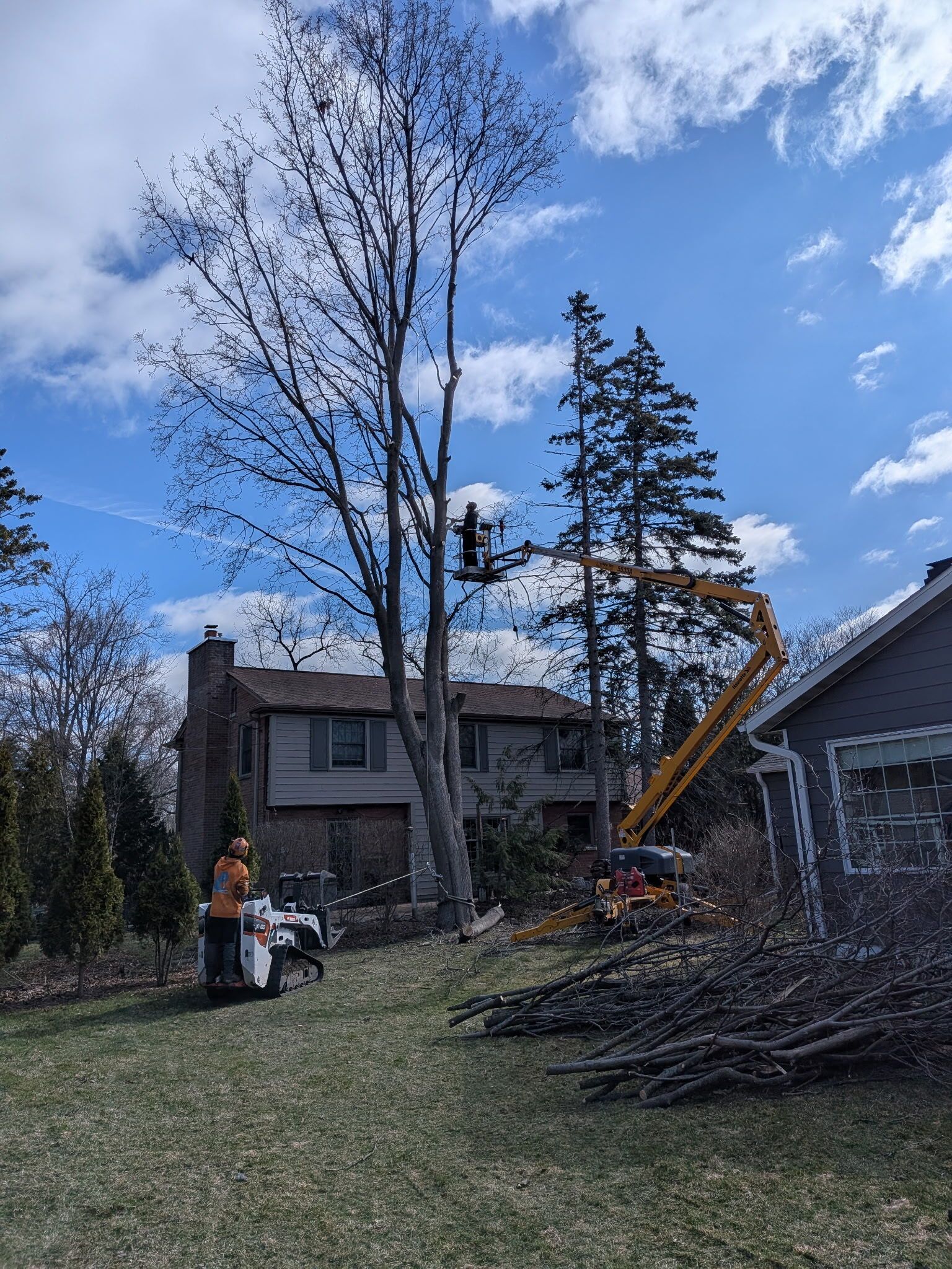 A worker in a boom lift trims branches from a tall tree near a suburban house on a sunny day.