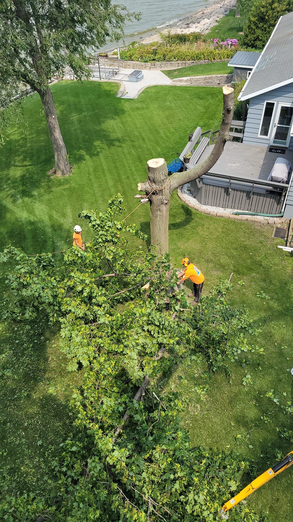 A man is cutting down a tree in front of a house.