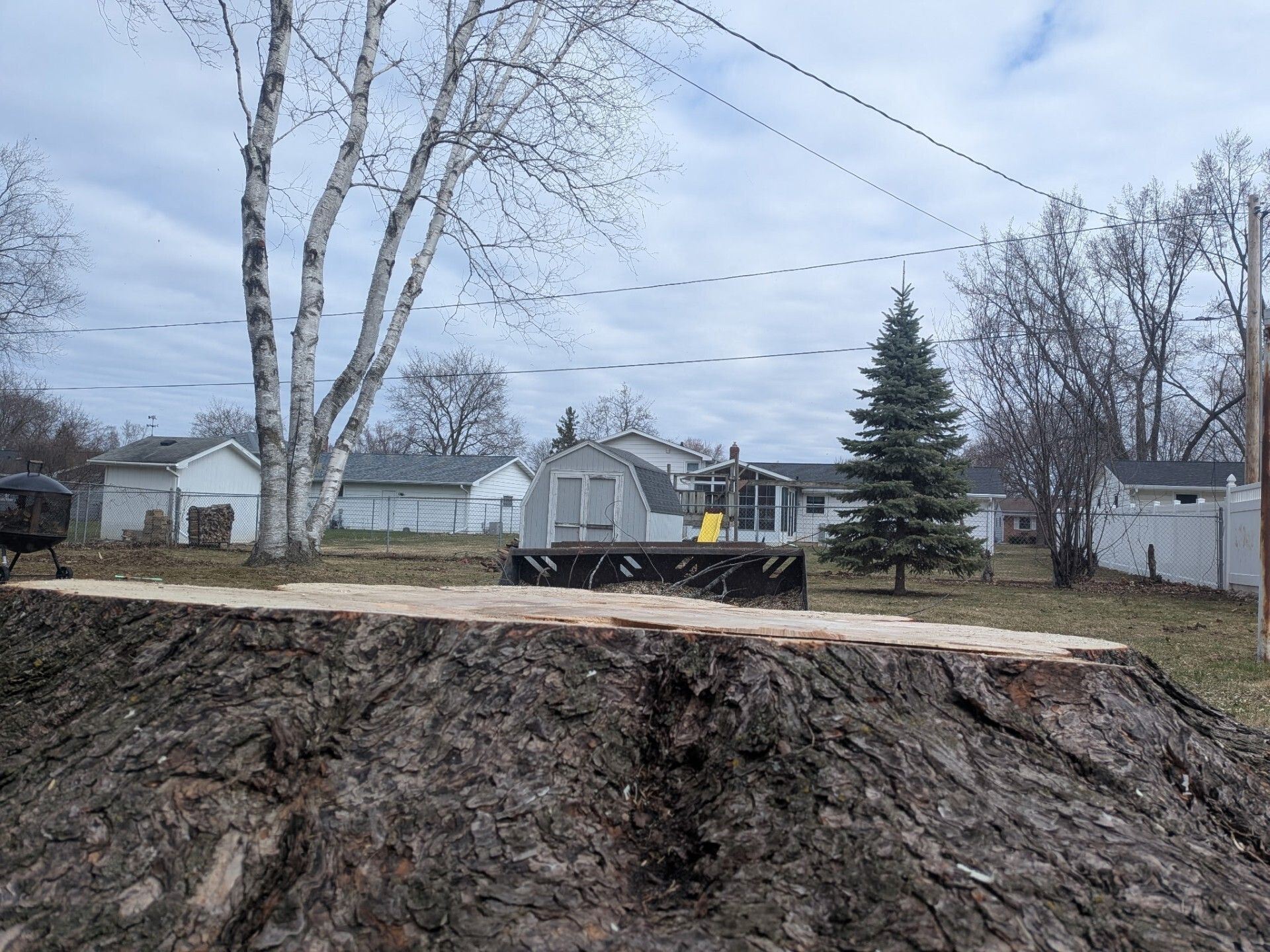 A large, freshly cut tree stump sits in a backyard on a cloudy day, with houses and trees in the background.