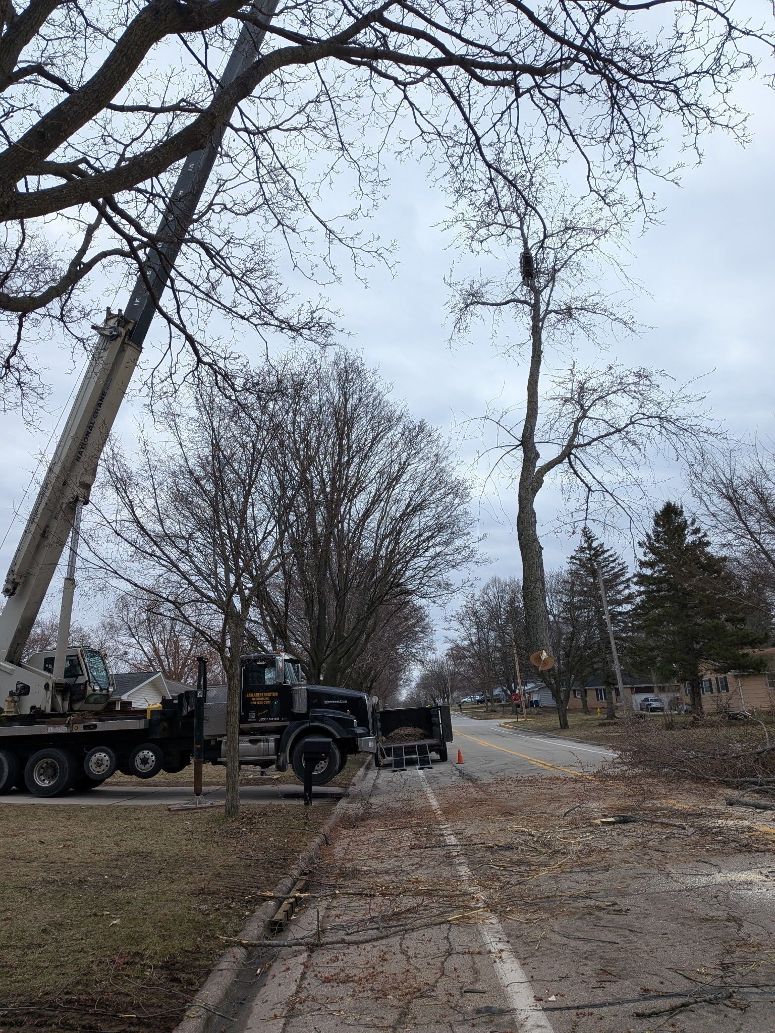 A large crane is parked on a roadside, trimming a tall, bare tree along a suburban street under a cloudy sky.