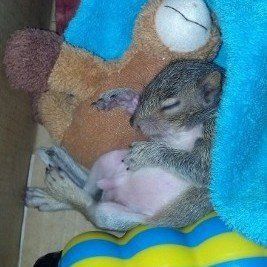 A baby squirrel is sleeping next to a stuffed animal.